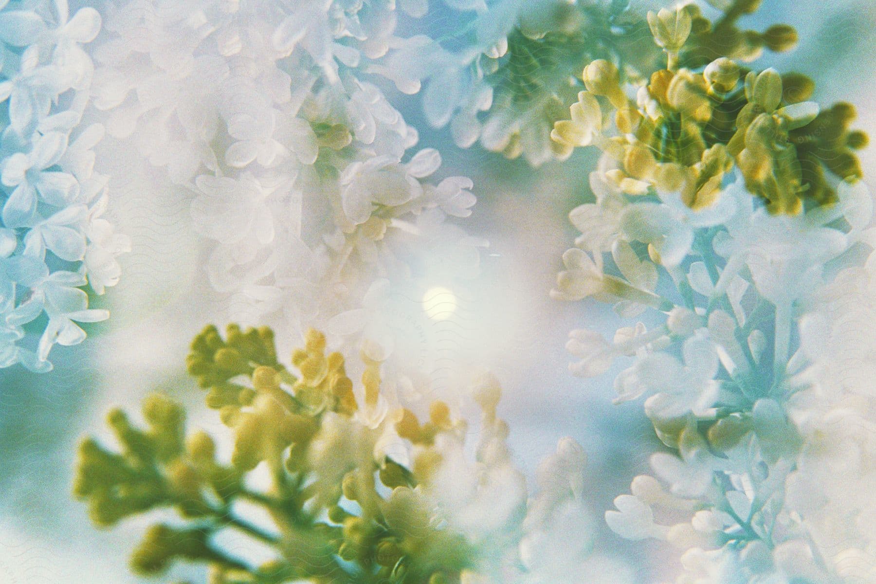 Green and white plants growing under a bright light.