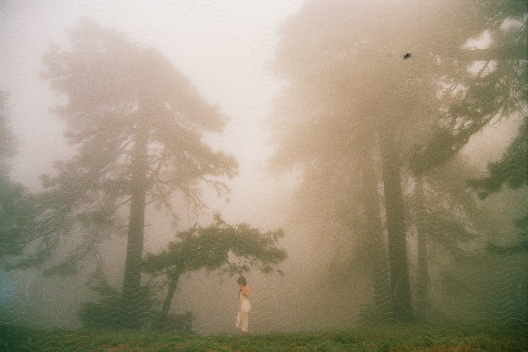 a woman stands under a tree in a smoke filled forest