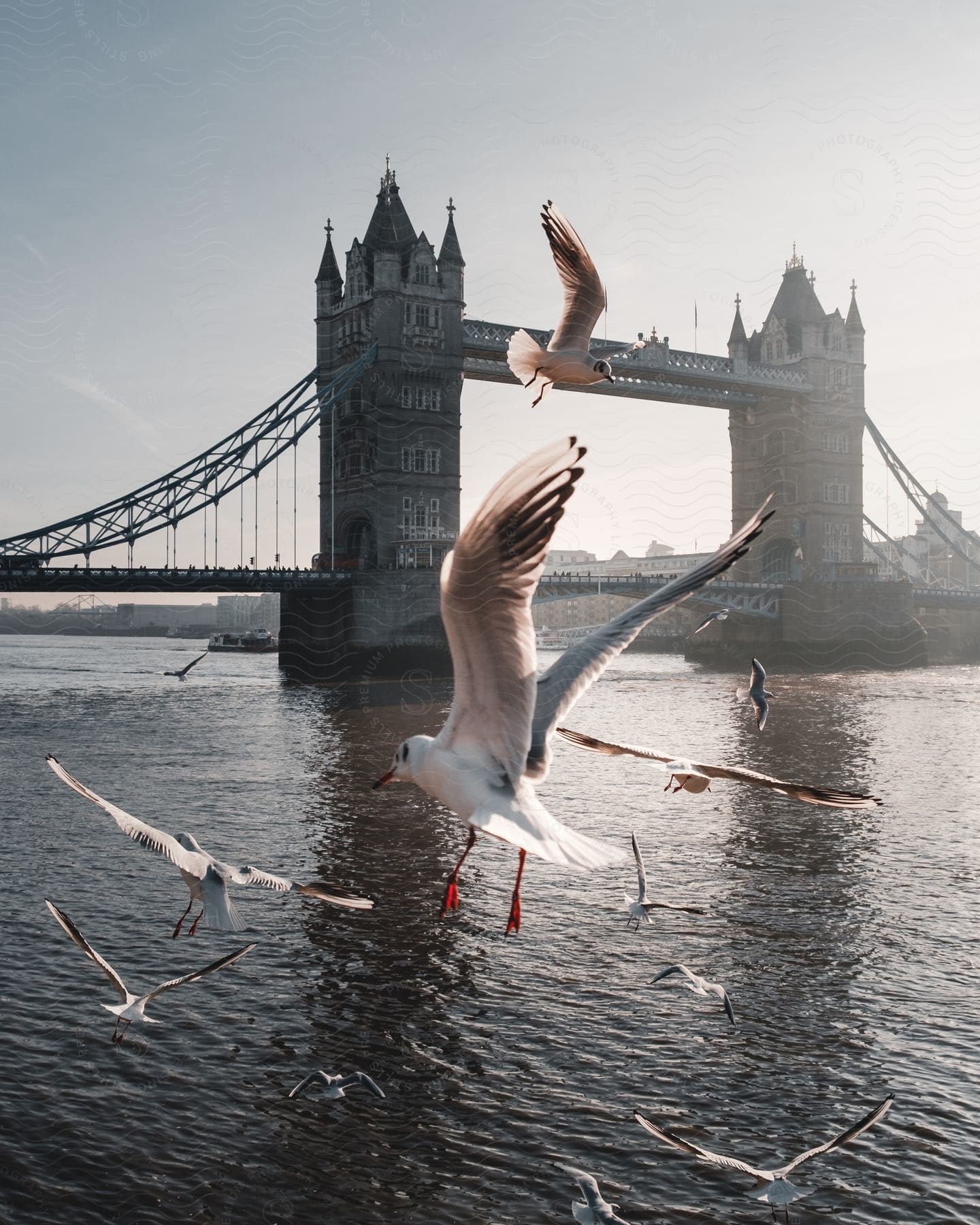 birds land on the water near a city bridge