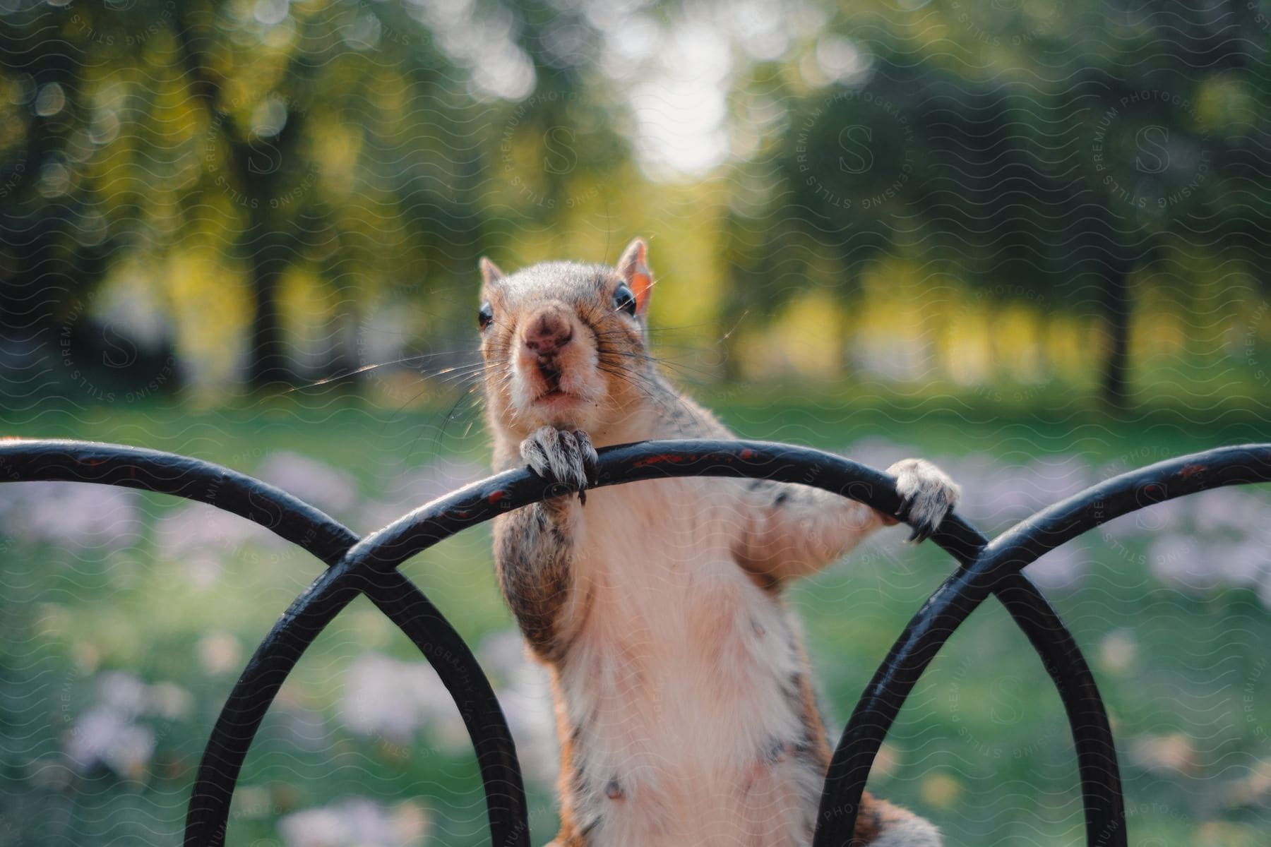 Squirrel on a fence in the park, looking straight to the camera