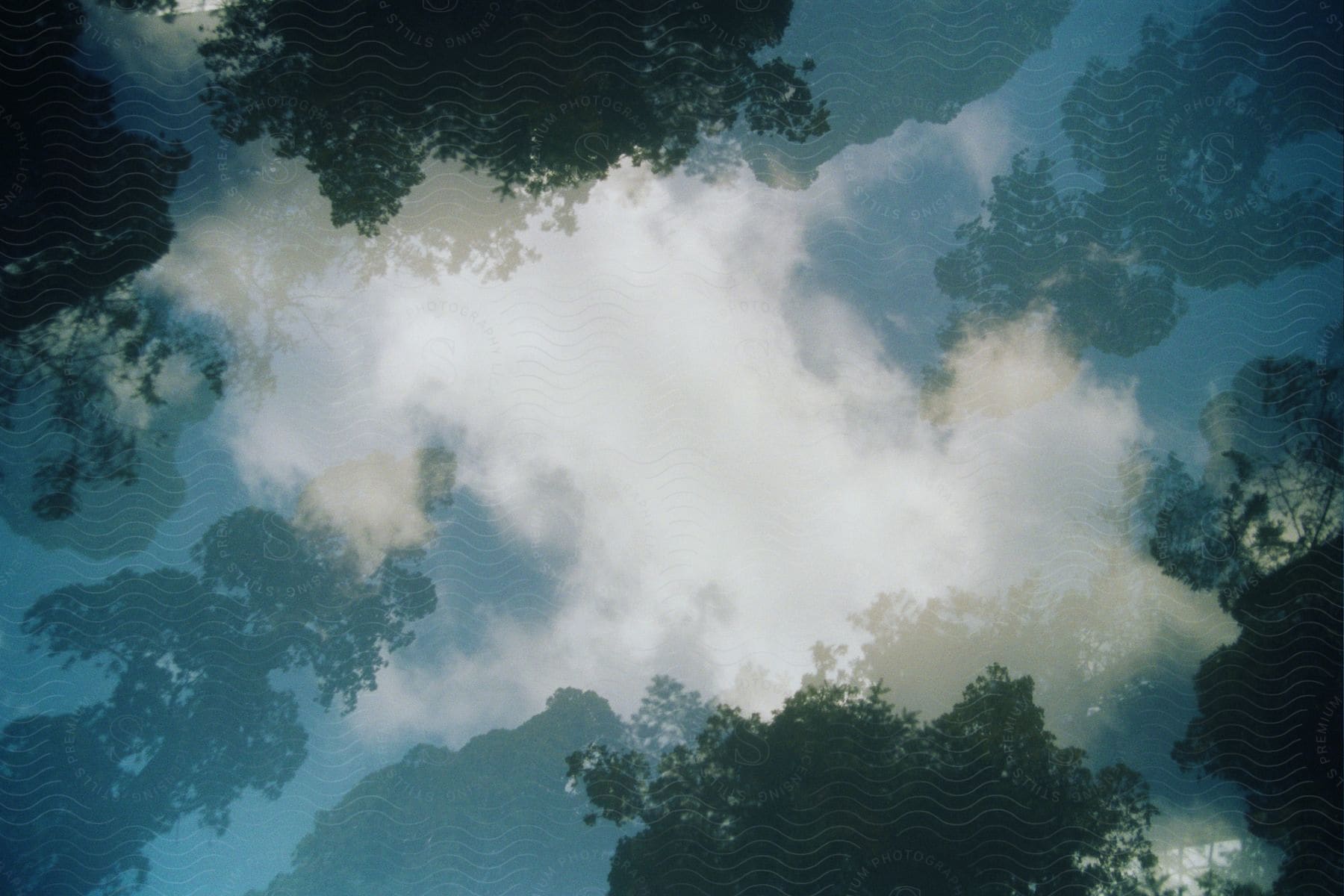 Trees stand tall under a cloudy sky