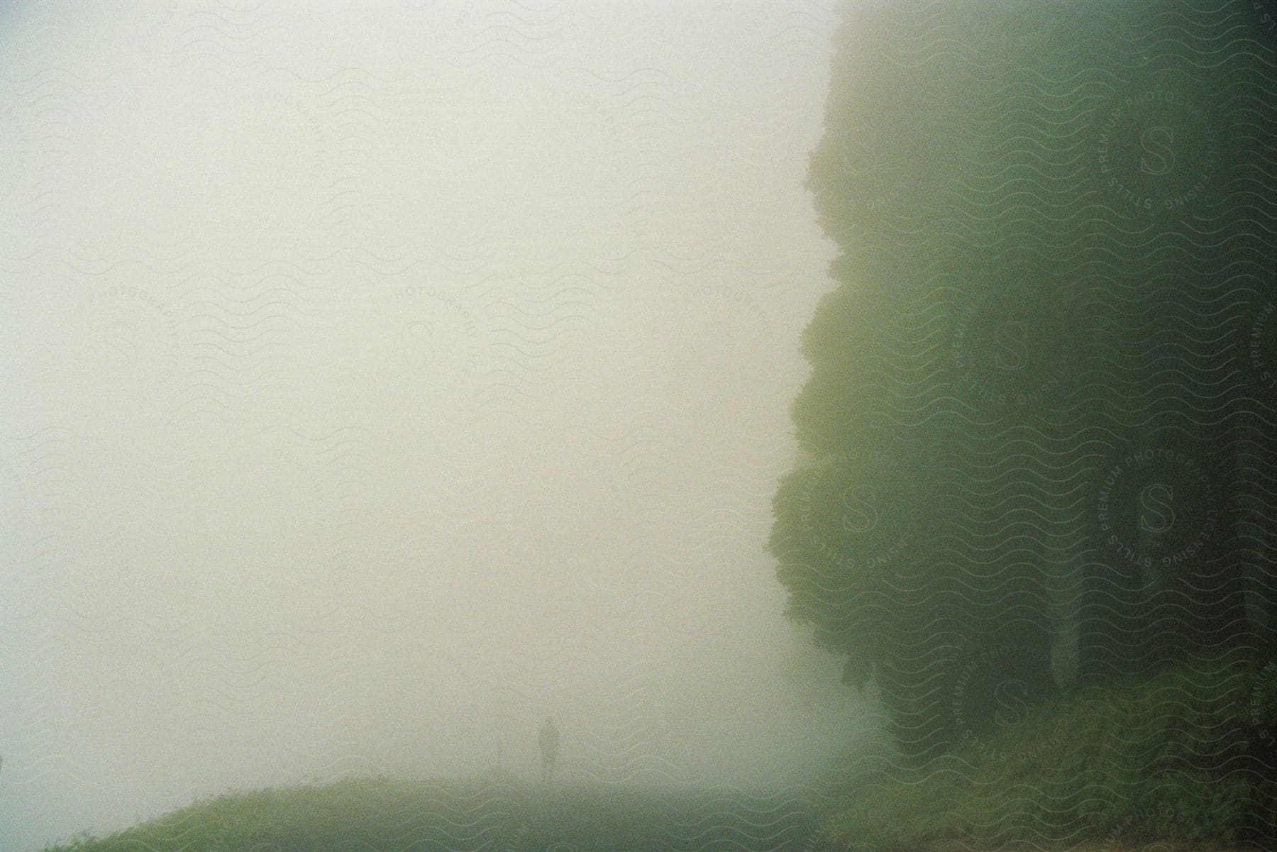 A figure stands not too far from a tree as it is very foggy.