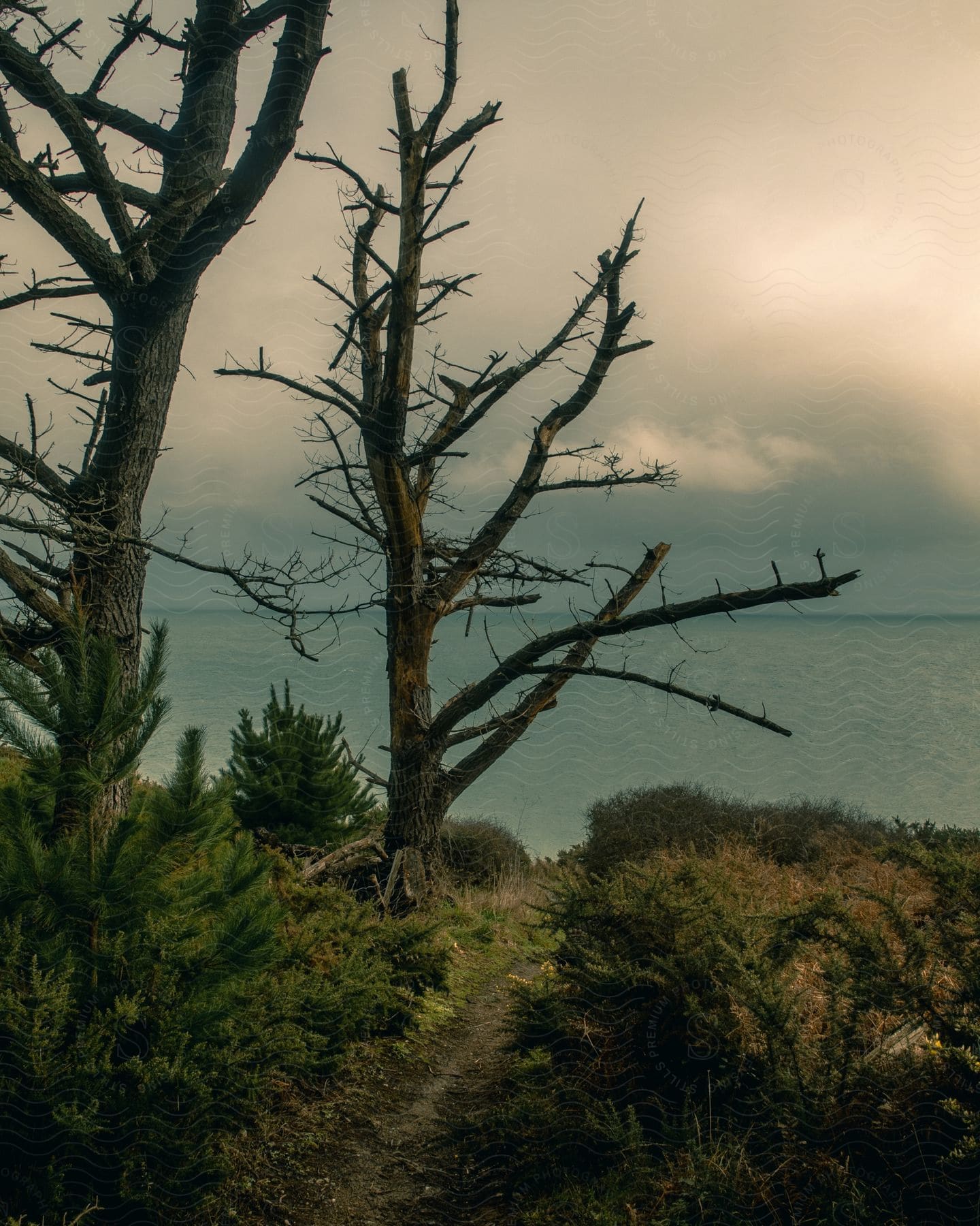 Path through brush to coast passes two leafless trees on overcast day.