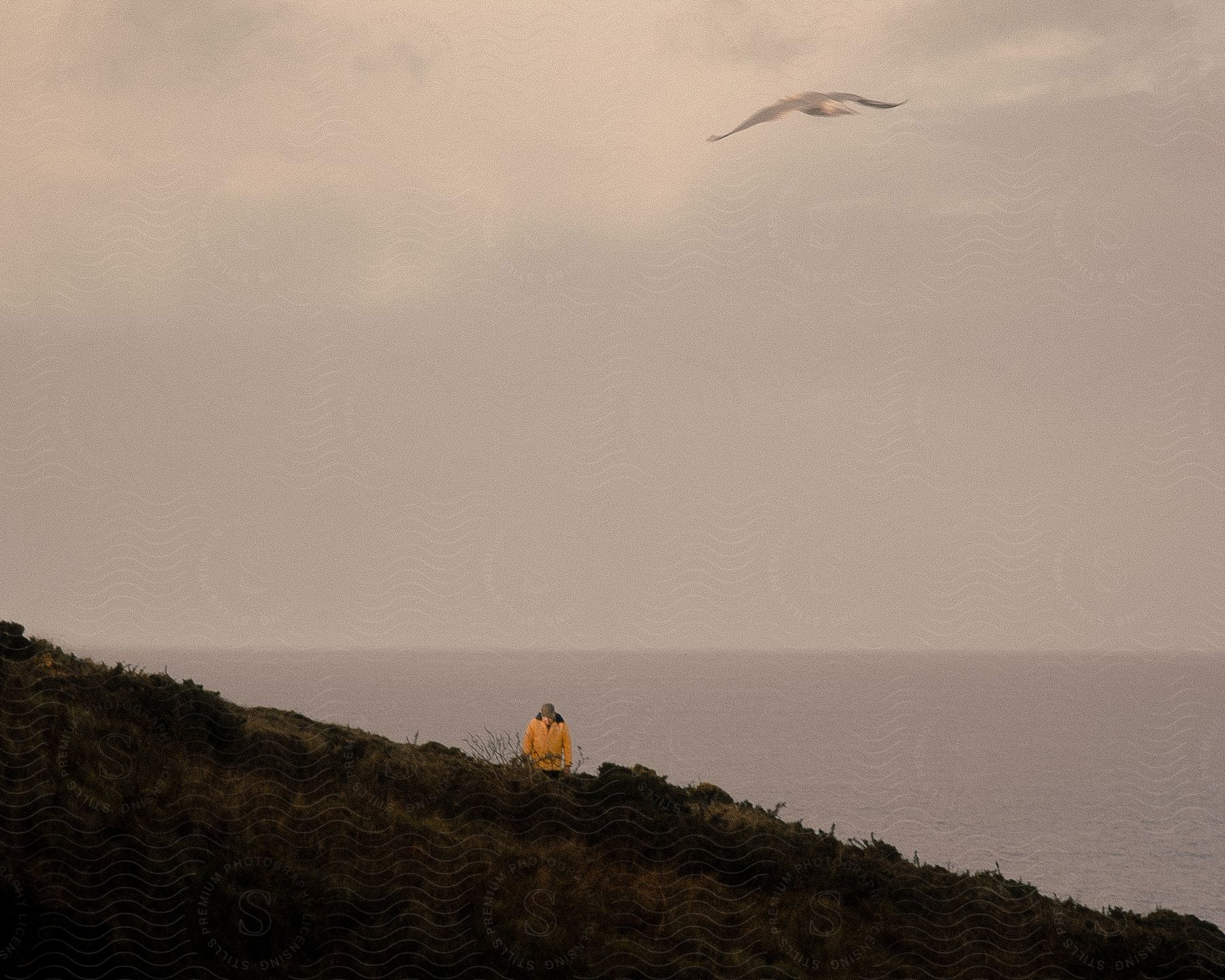 A person wearing a yellow jacket sitting on a sloping terrain with grass, while a bird flies across the sky.