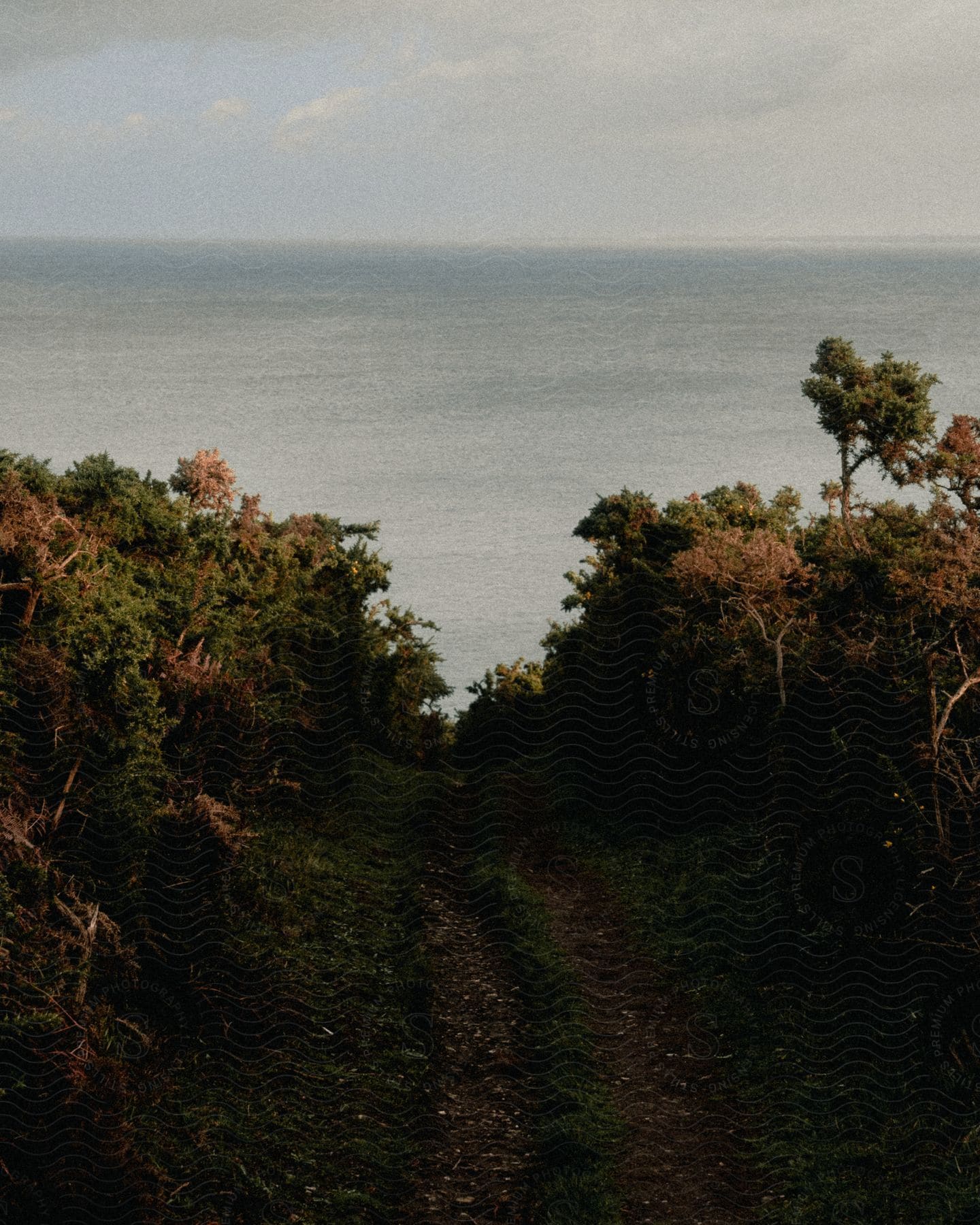 A dirt path winds through a grassy hill with bushes on either side, leading to the ocean in the distance.