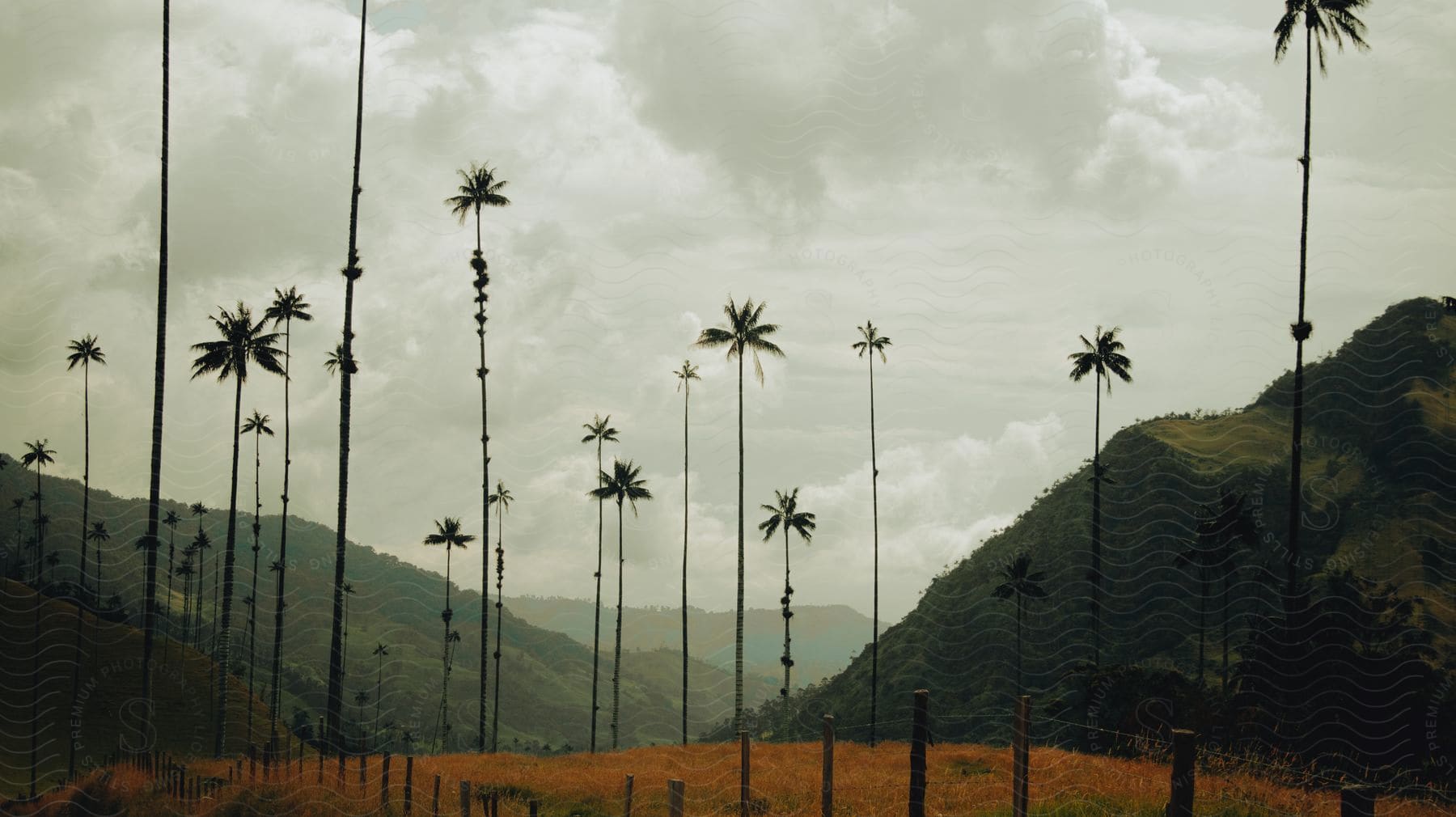 Very Tall Palm Trees On A Forested Mountain Landscape With Rain Clouds Forming During The Daytime