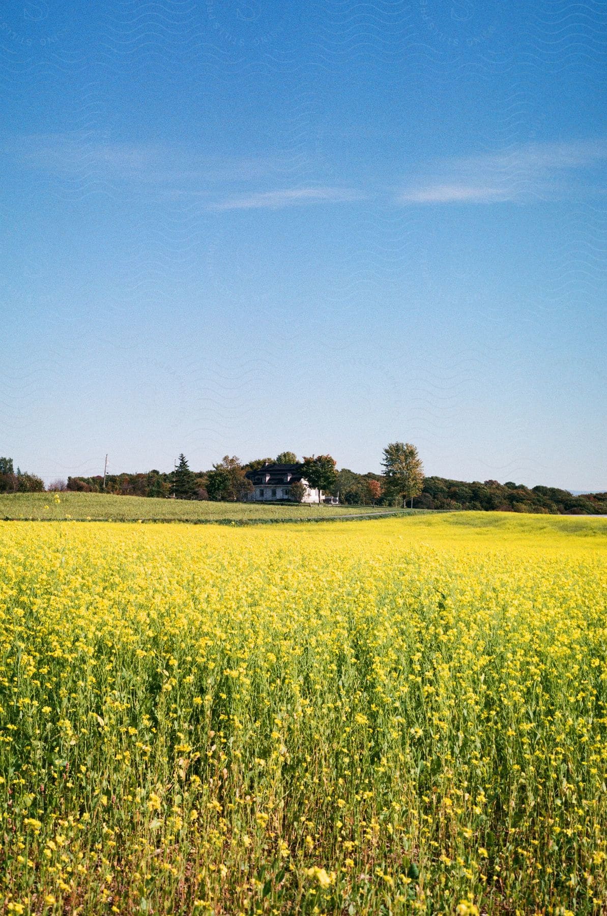 Vast field with the Rape plant and in the background a house.