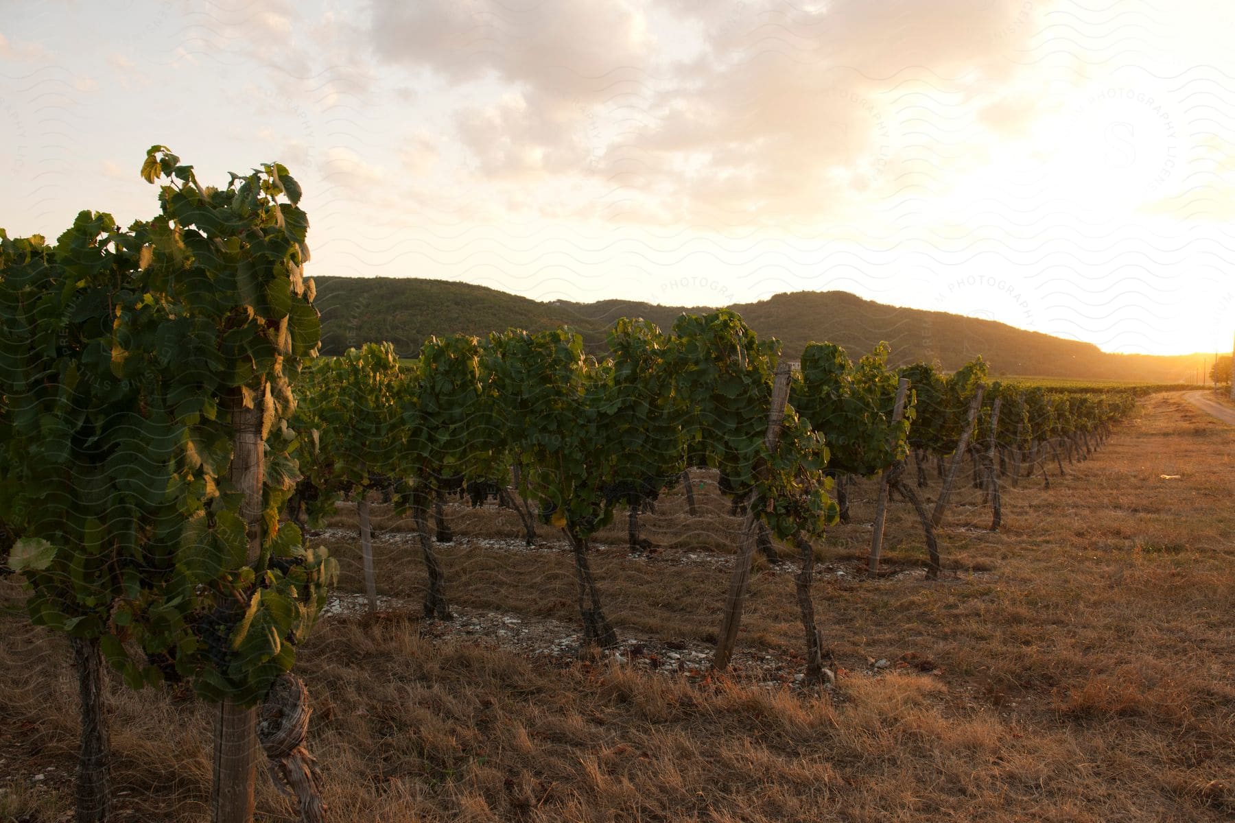 Grape plantation and sunset in the background.