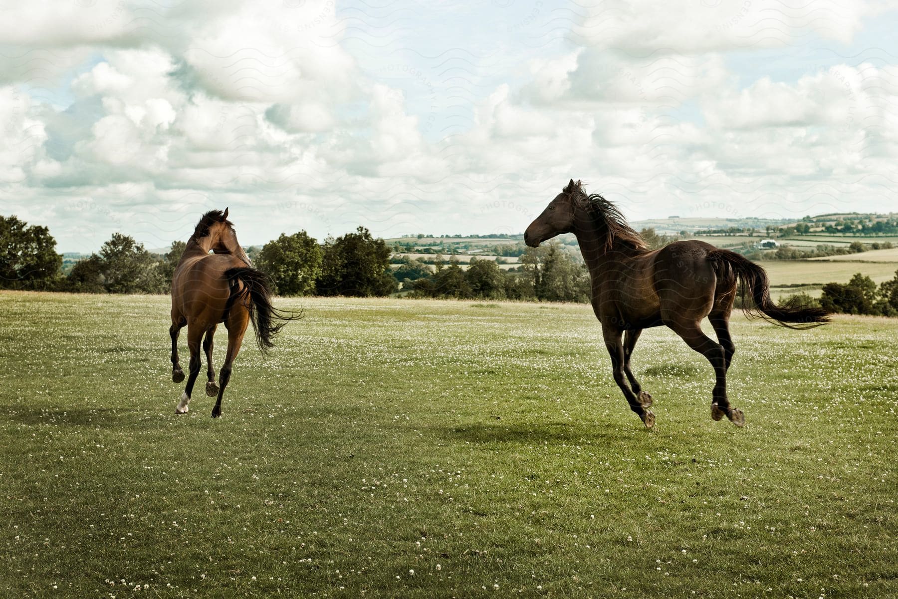 Two horses running together in a grassland with trees in the background.