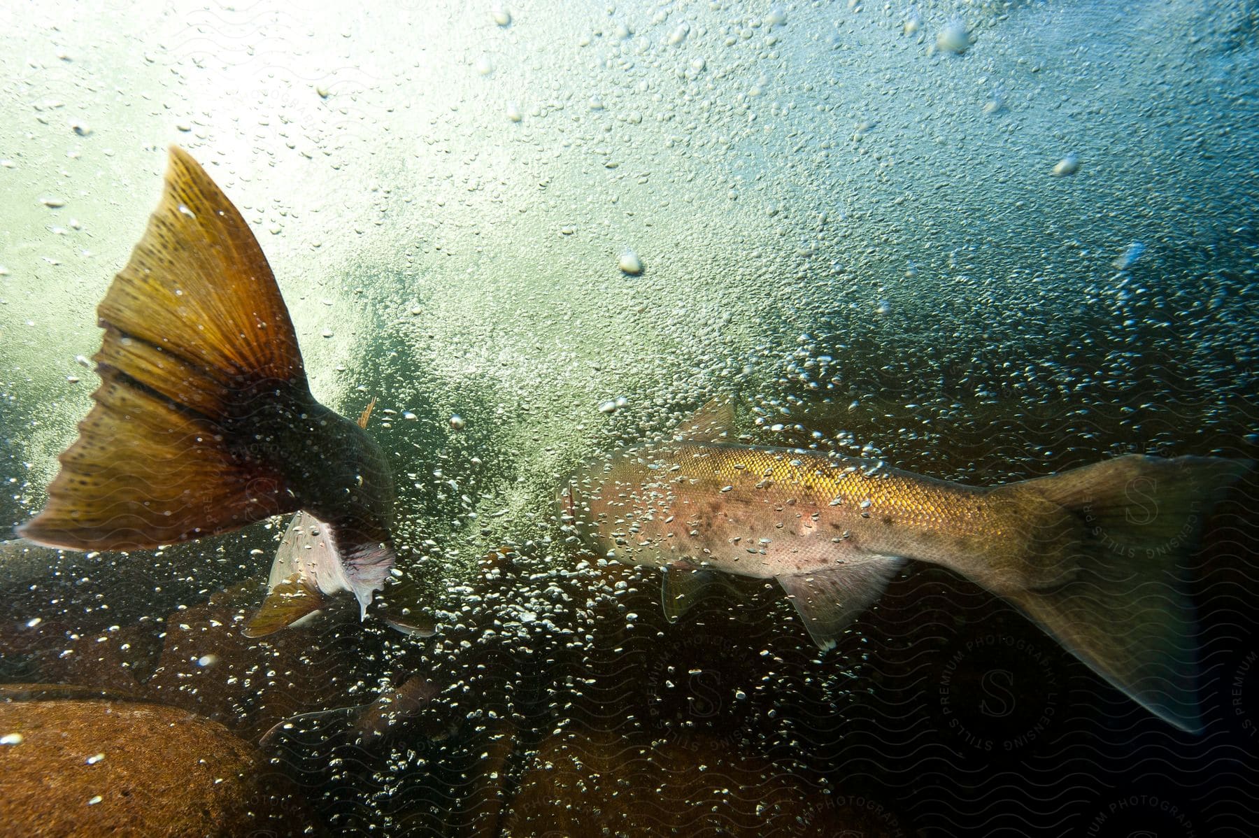 A pair of fish swims in unison through the water, air bubbles rising to the surface.