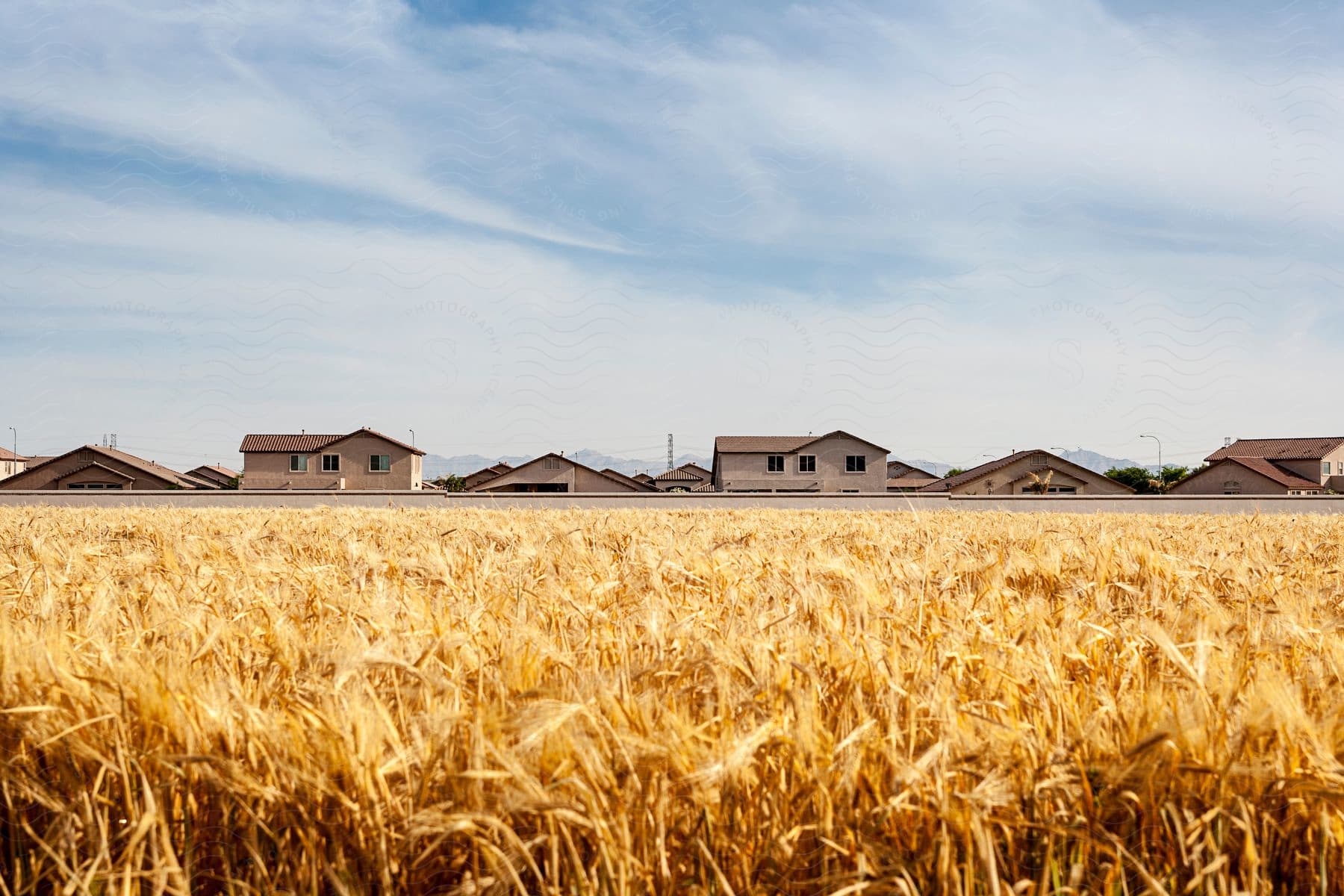 A field of plants for harvesting dry tones and several old houses in the background.