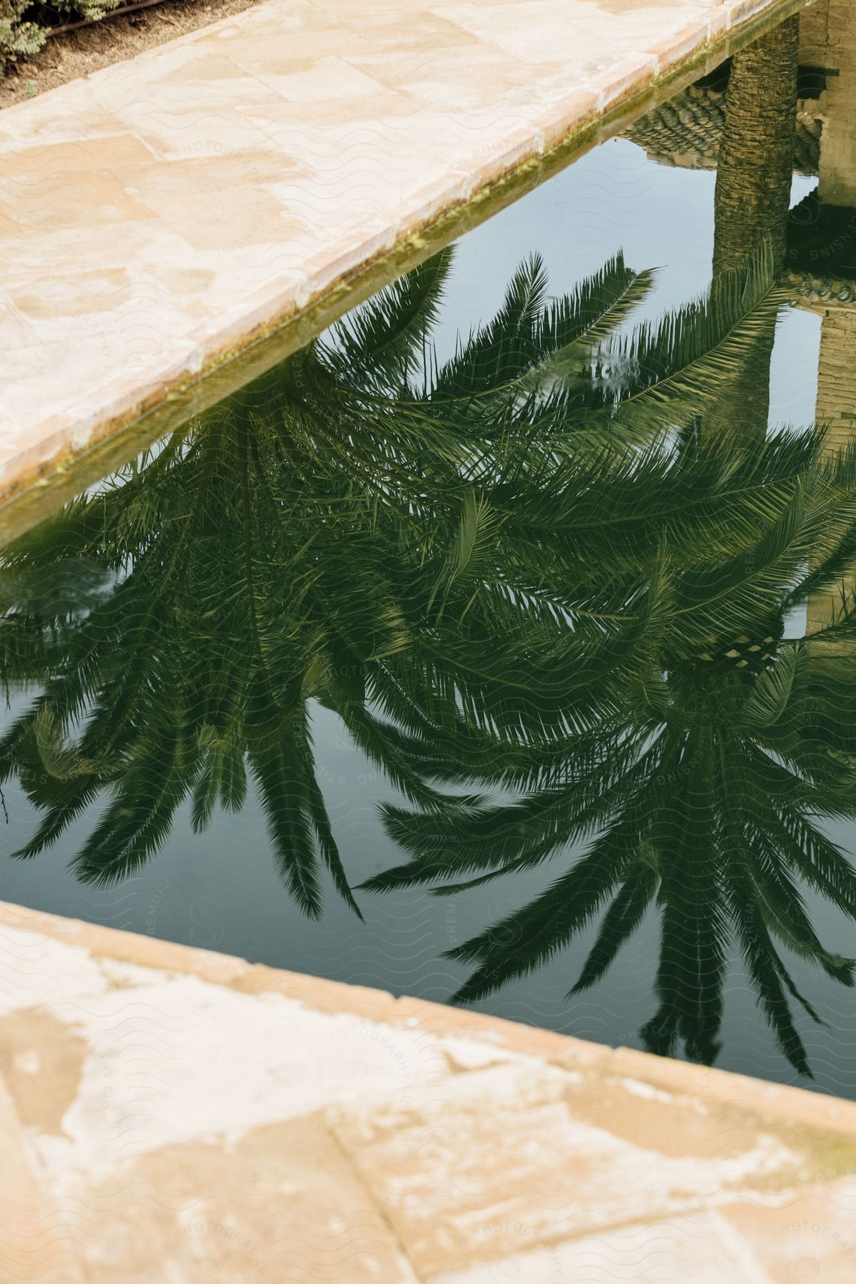 reflection of two palm trees on pool water.