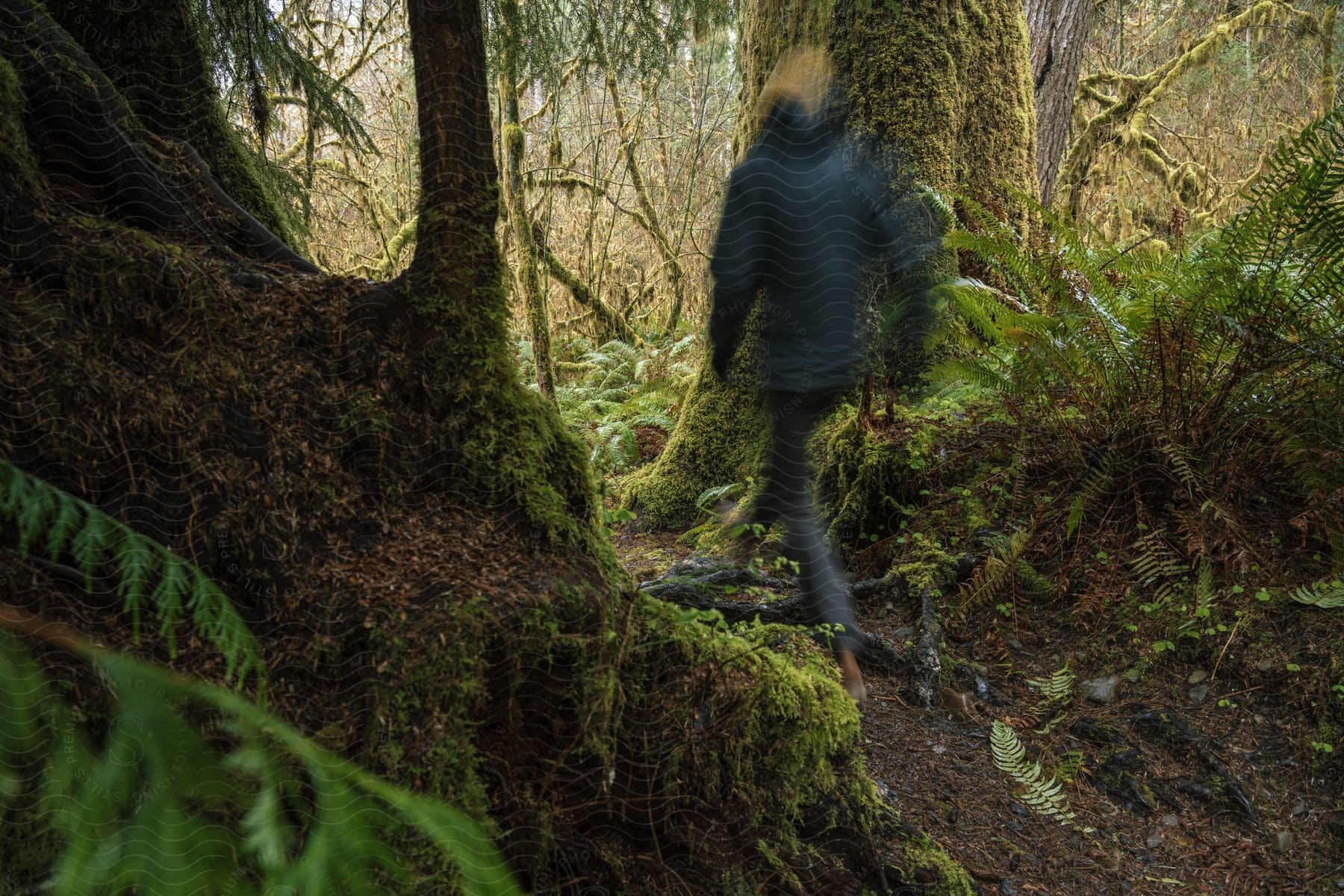 A man in grey jacket is hiking through the woods.
