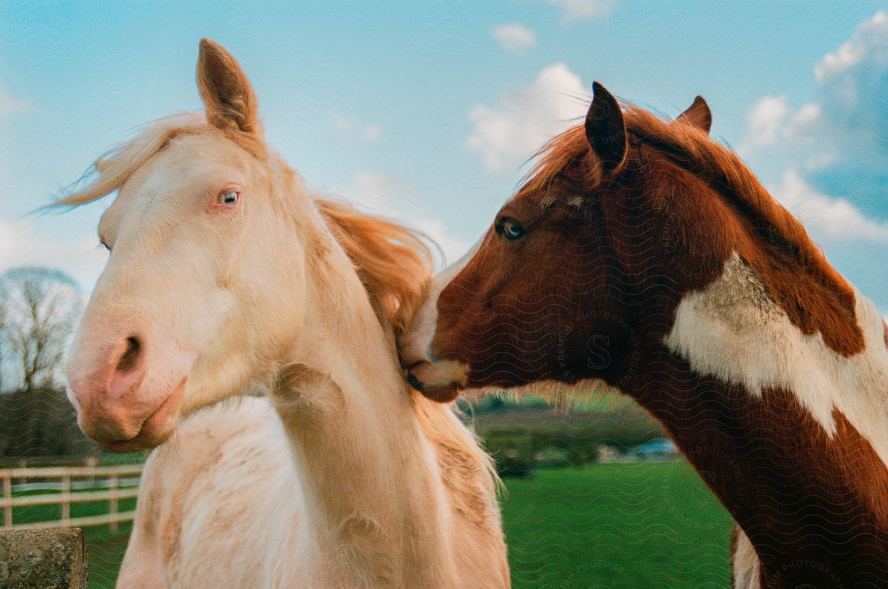 Two horses in the same position and one of them has its nose in the other's neck.