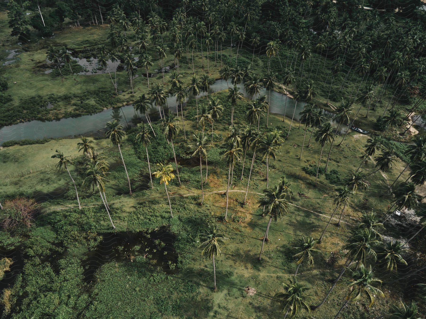 Stock photo of boat navigates river winding between palm trees.