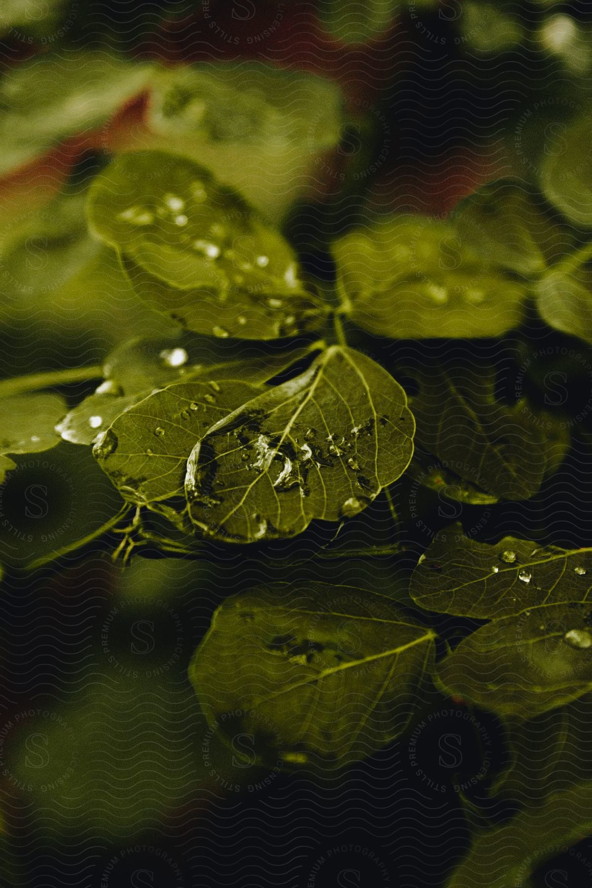 Extreme close-up of leaves with water drops.