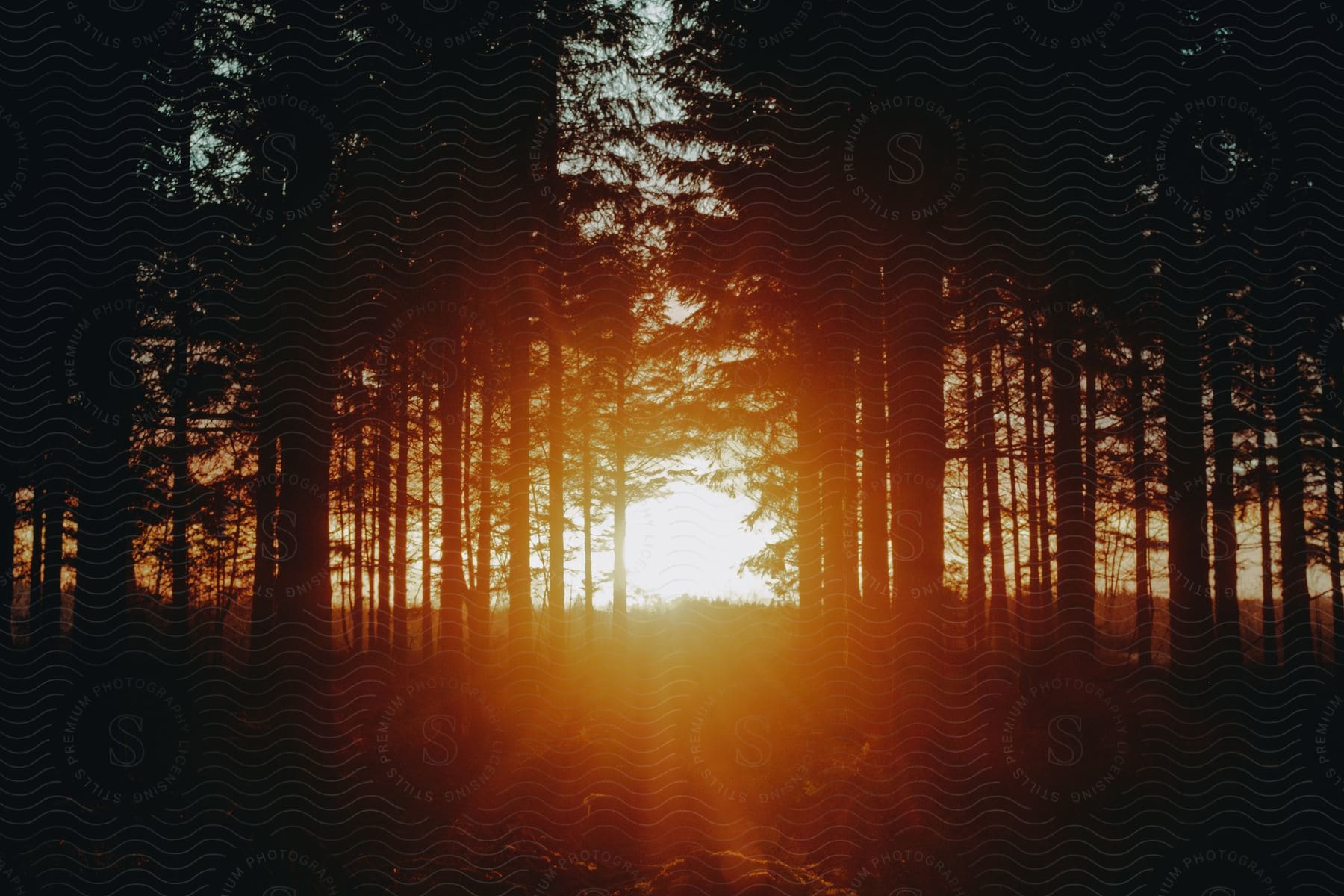 A path in the pine forest leading to the sunset on the horizon.