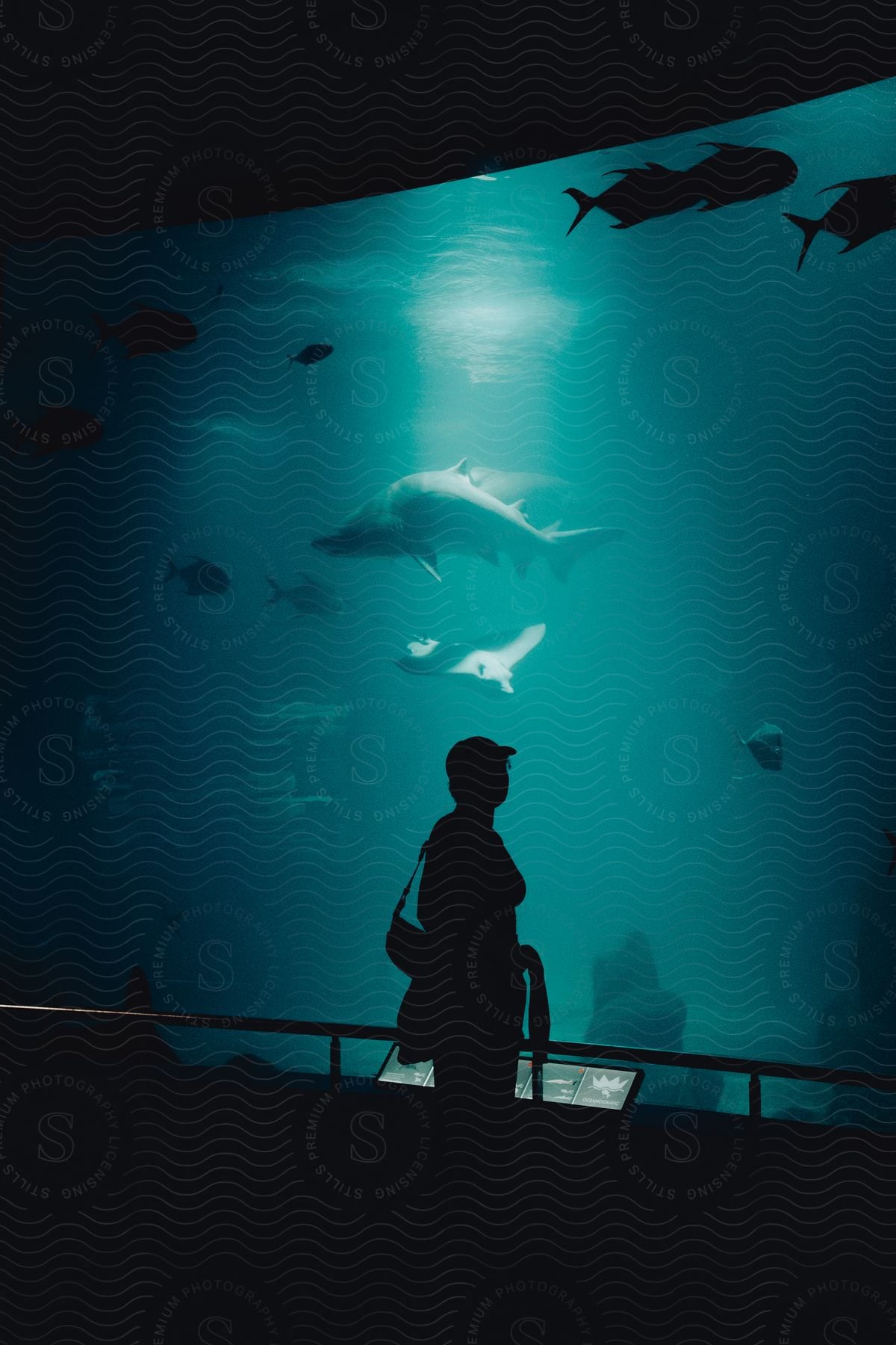 a person standing in front of a large aquarium with fish swimming around