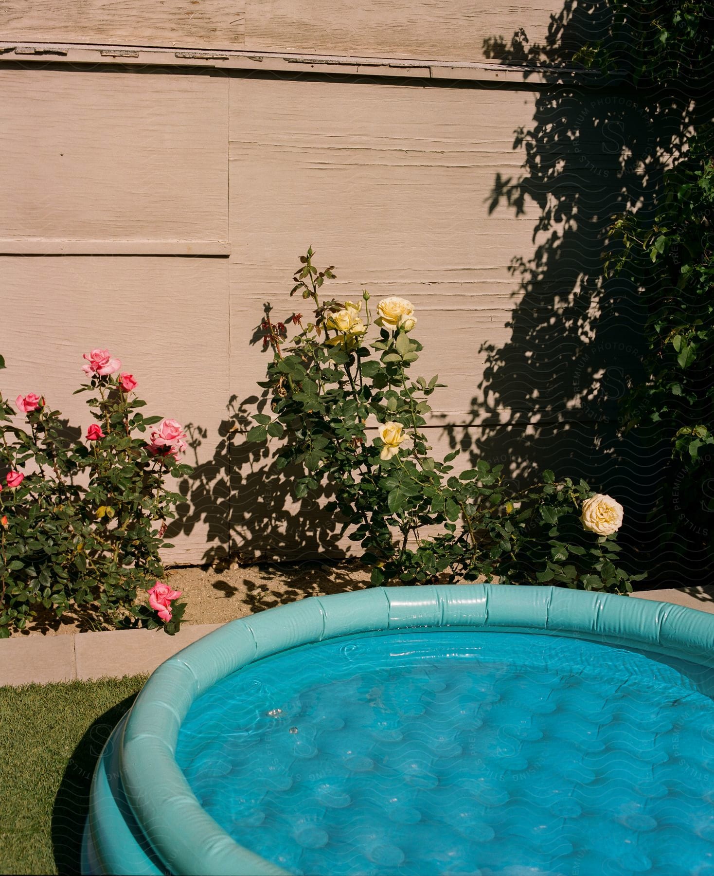 A small child pool with water and a flower bed of pink and white roses is framed by an exterior wall.