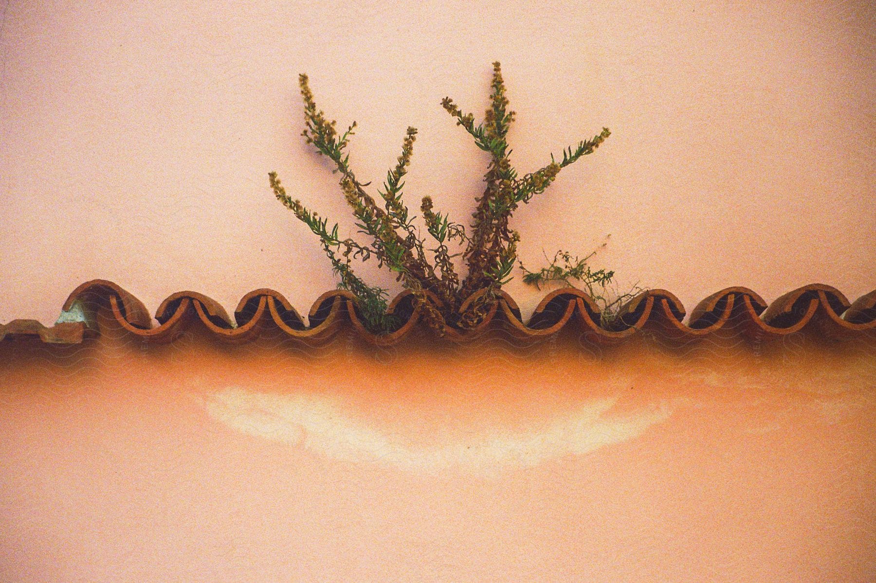 Plants grow on a Spanish style decorative wall