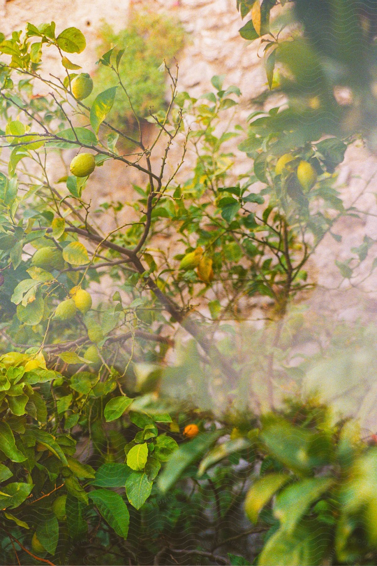 Stock photo of a small fruit plant with several small fruits next to a wall.