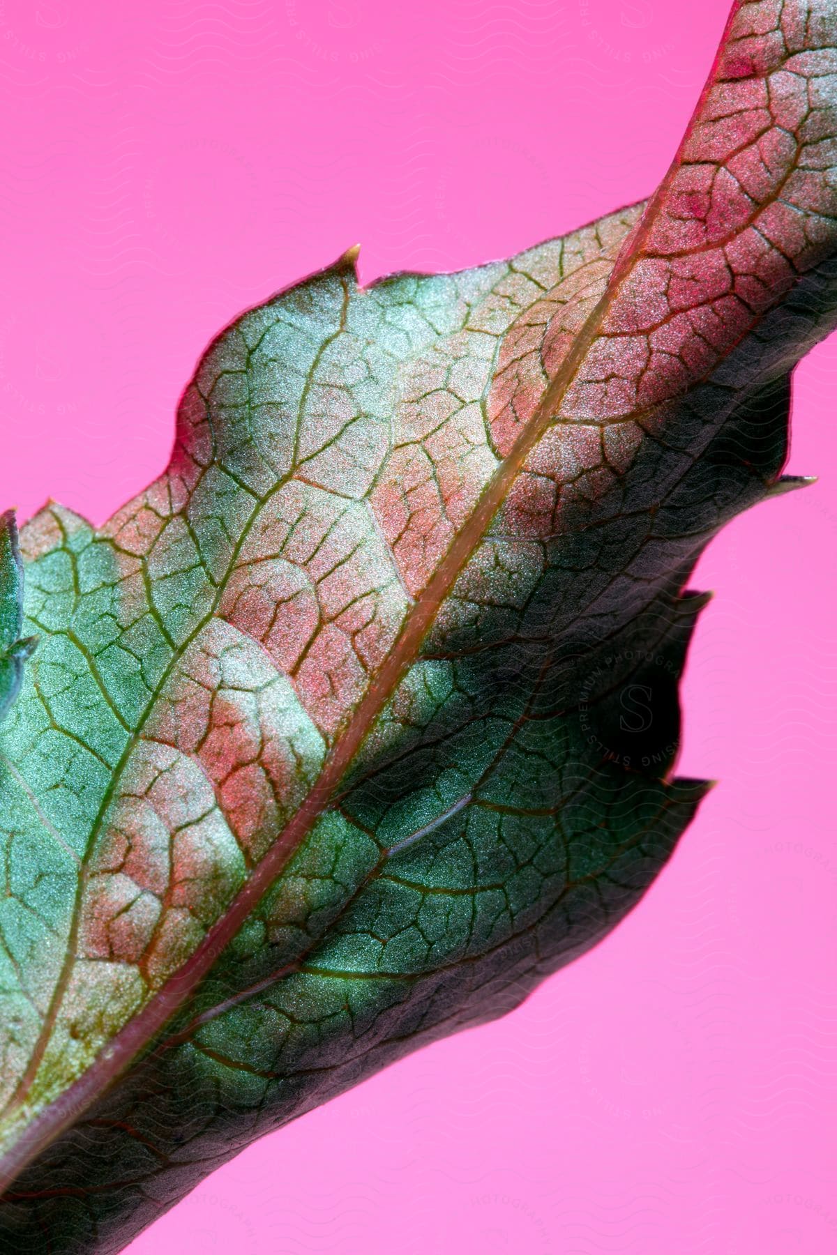 Close up of a bright green and red leaf