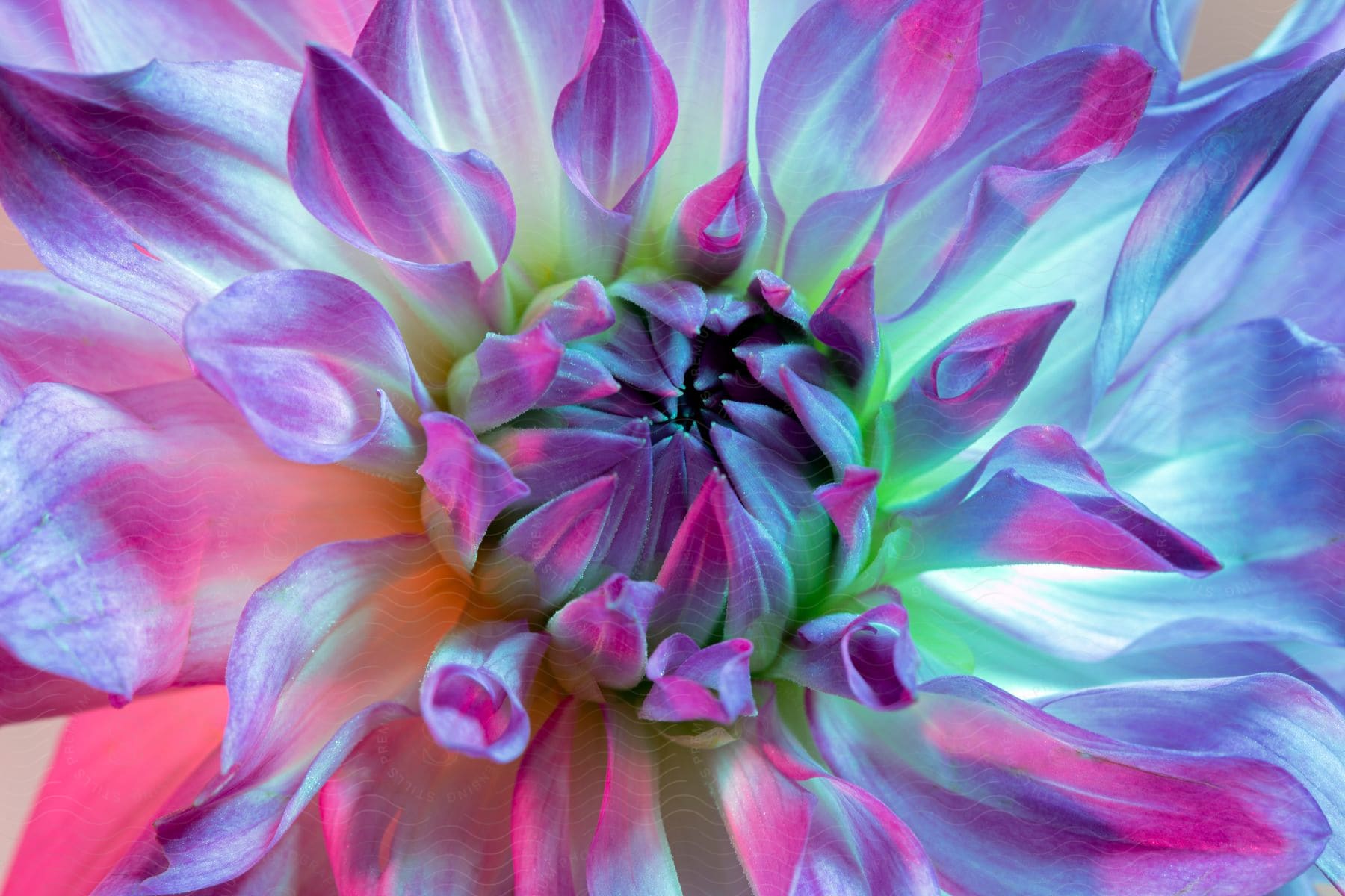 Stock photo of a macro shot of a pink flower with blue and green light projected onto it