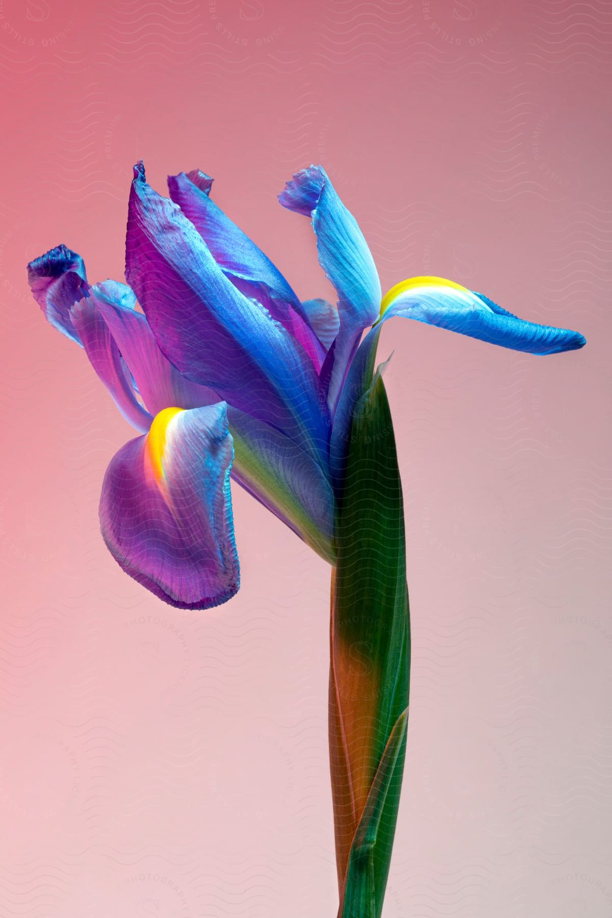 Digital artwork of a flower in bloom.