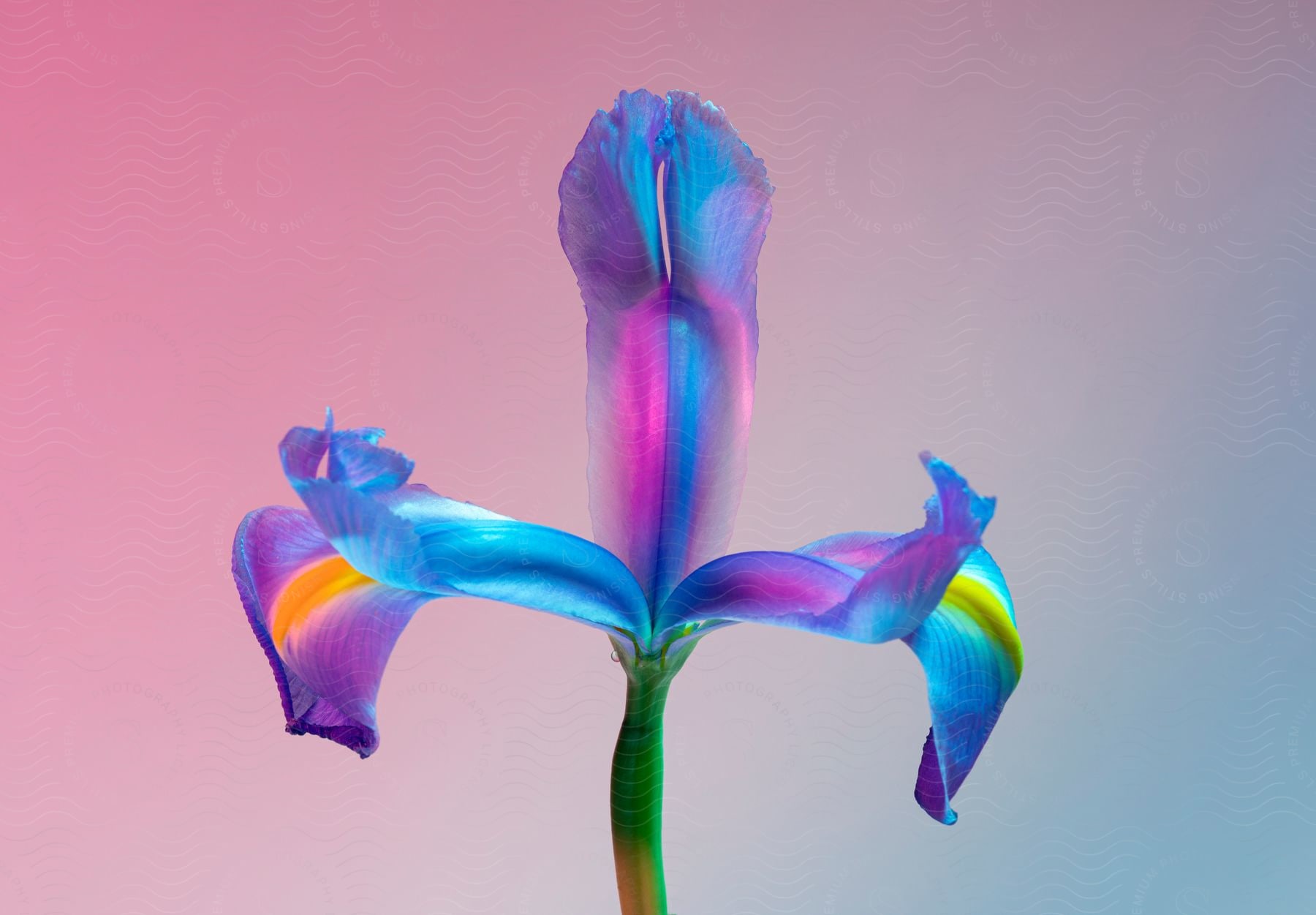A plant with three petals colored with blue and violet colors.