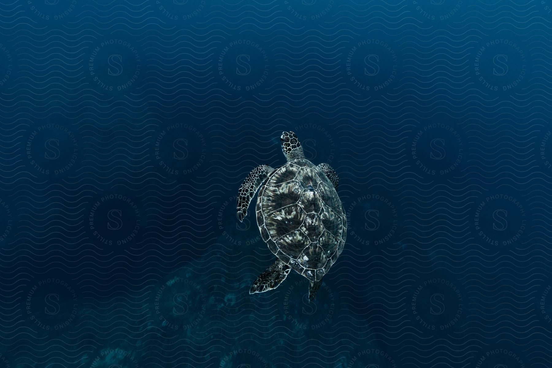 A turtle swimming out in the ocean