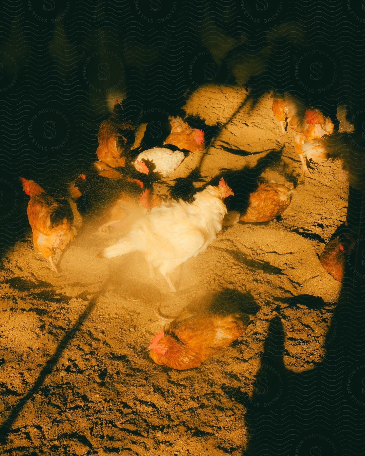 Light Shines On Chickens And Roosters In The Dirt