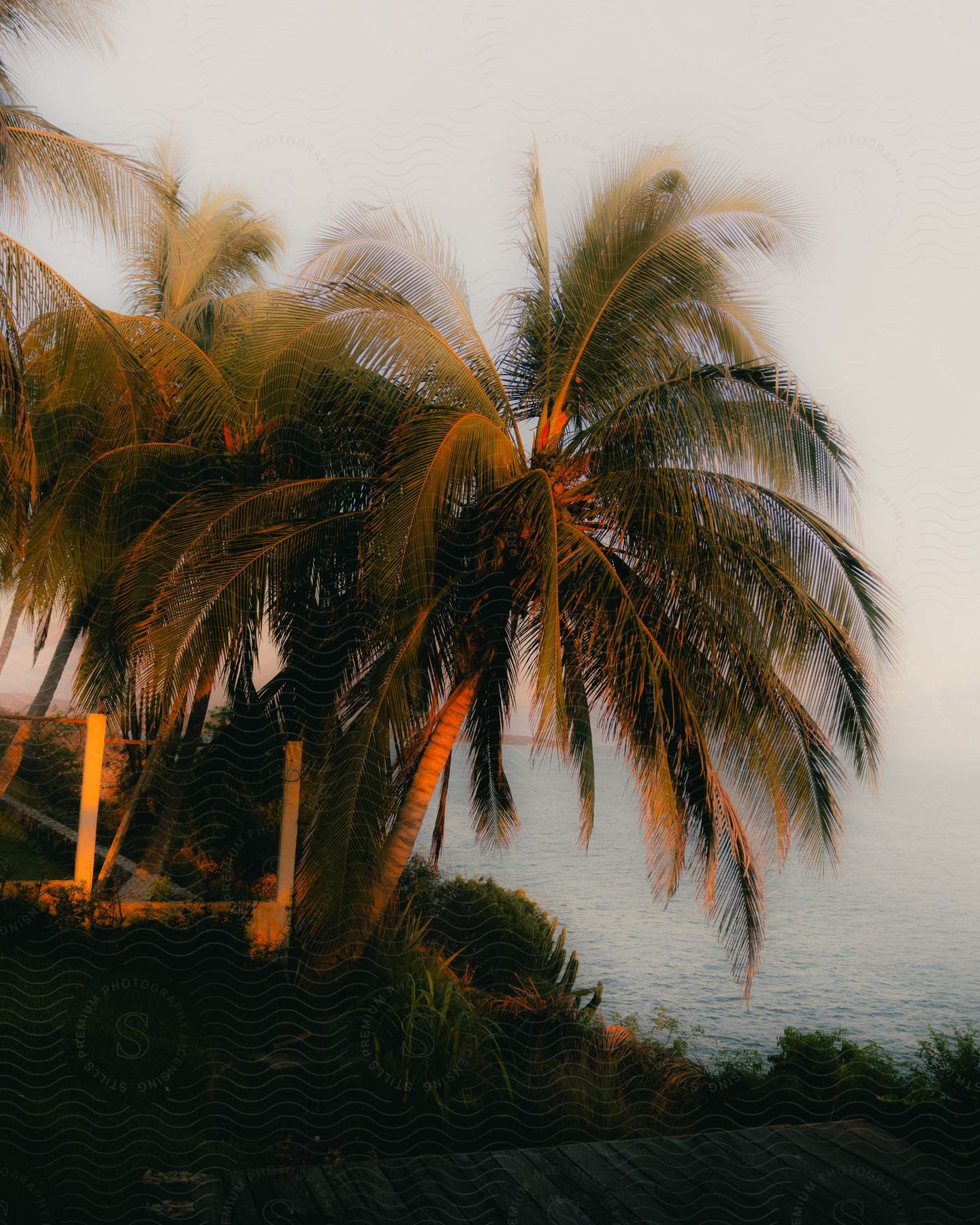 A palm tree silhouetted against a sunset-colored sky, with a patio deck on a green hill in the foreground.