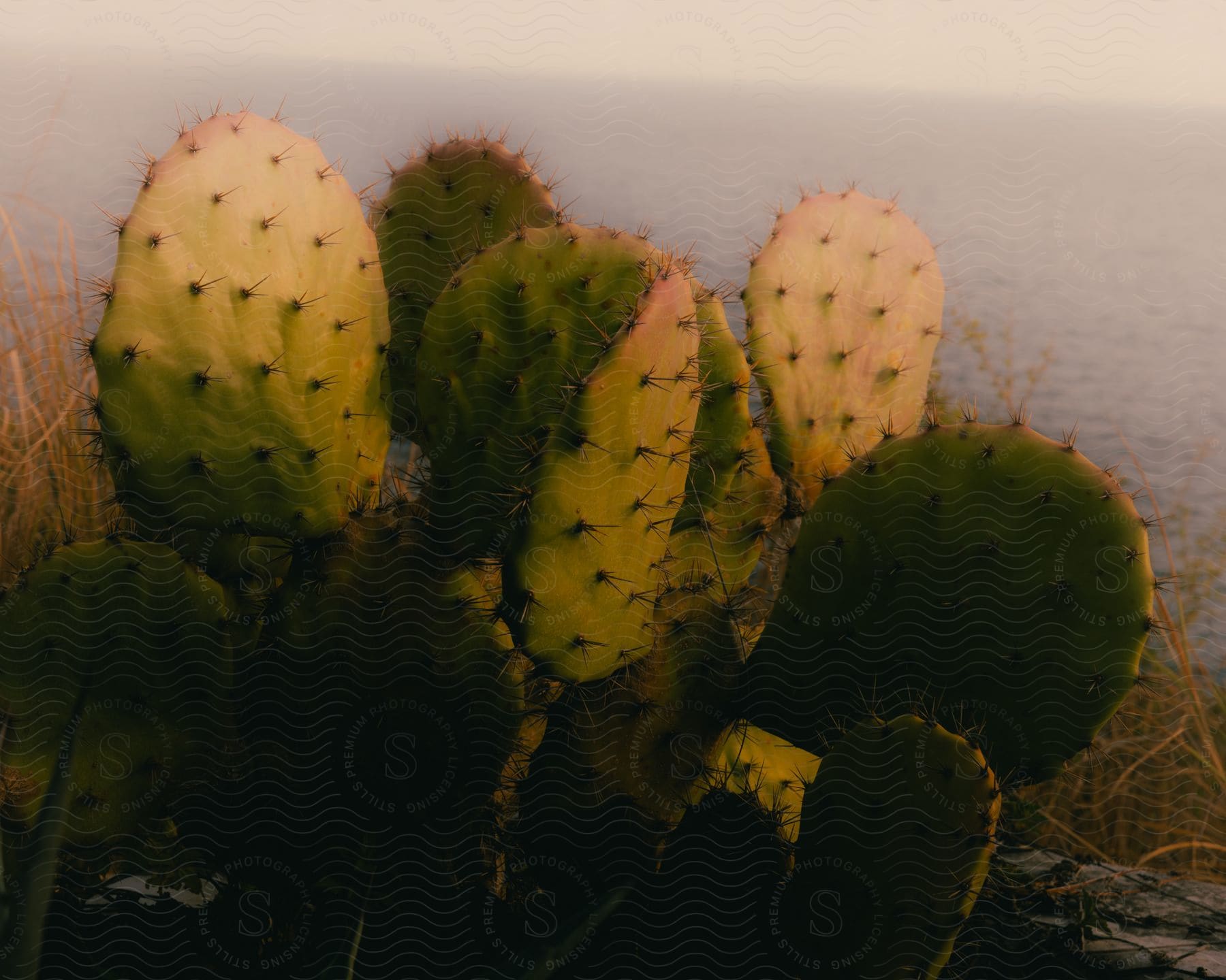 Cactus blooming on the shore of the beach at sunset.