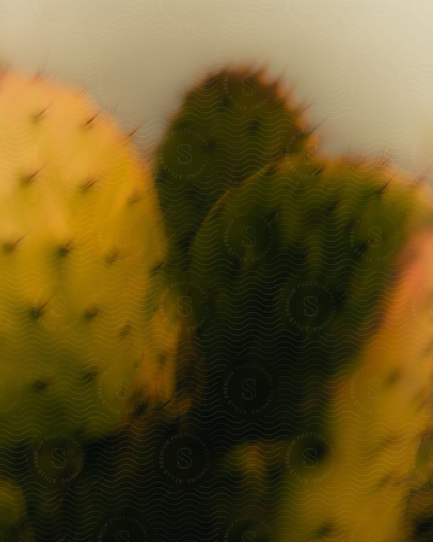 close up of cactus plants in a desert at sunset