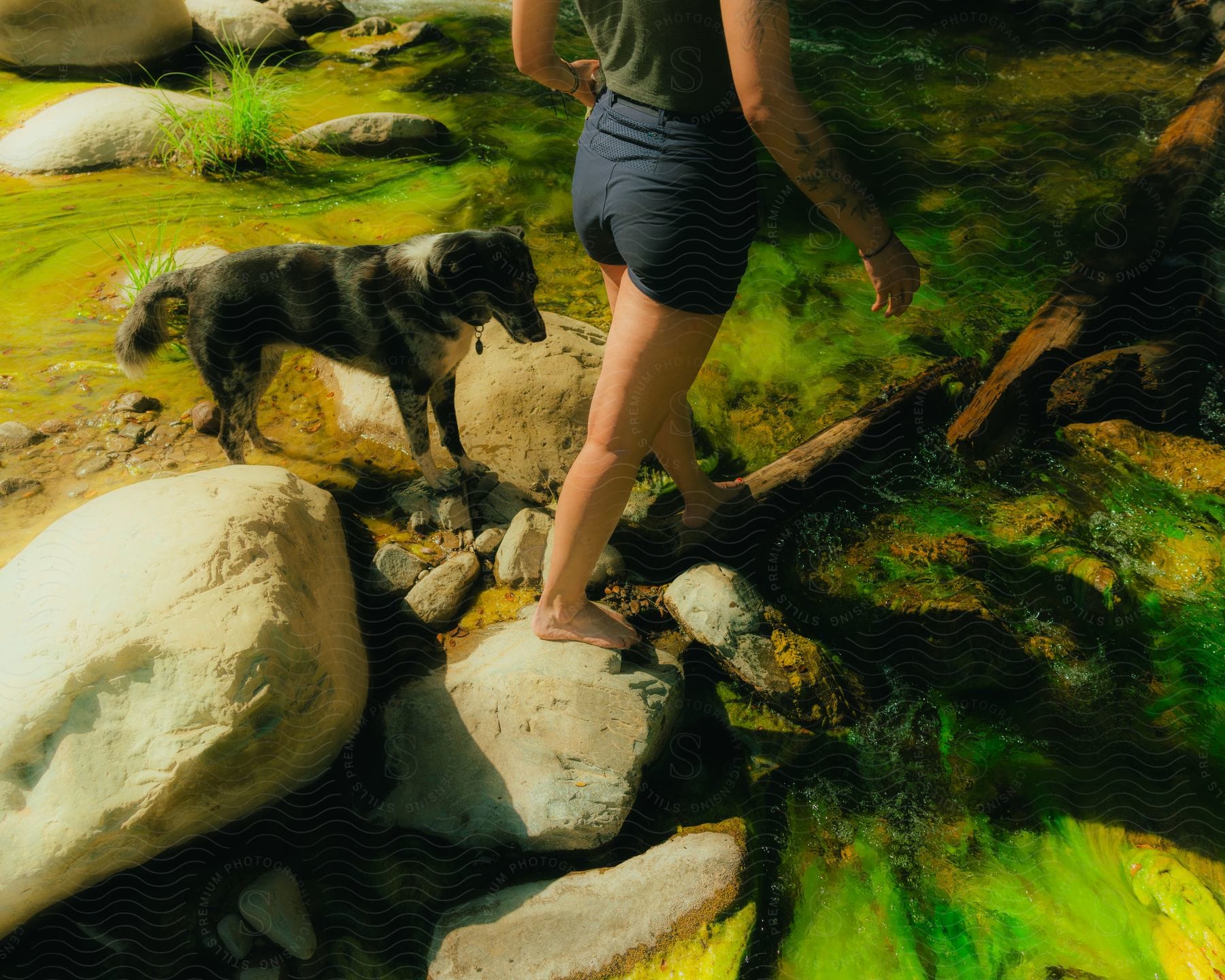 A dog following as a barefoot woman steps on a small log to cross a creek.