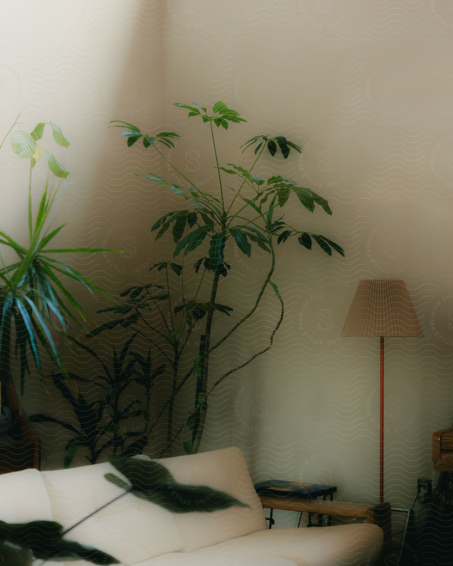 A white sofa, a floor lamp and decorative plants in a living room.