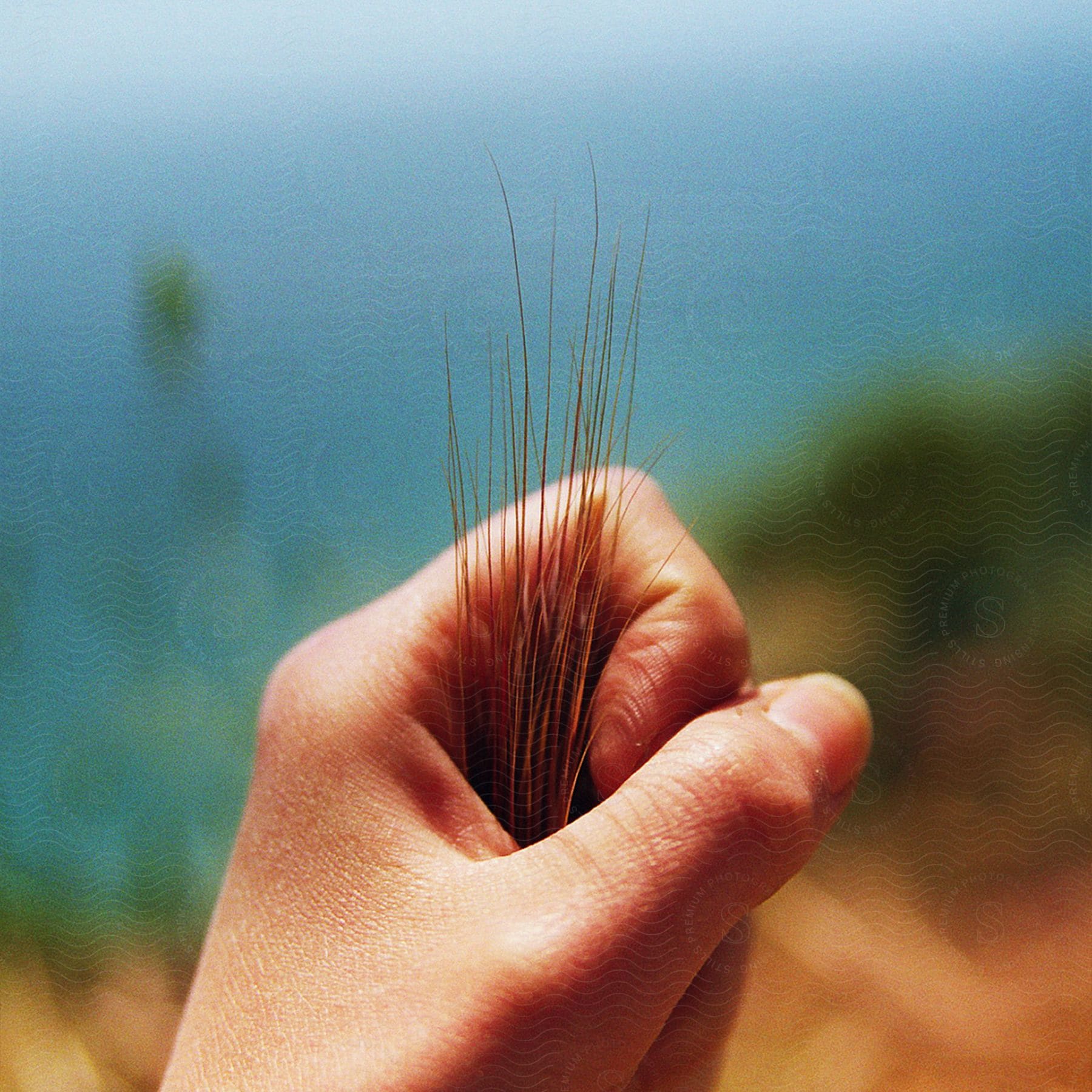 close up of a closed hand holding yellow grass.