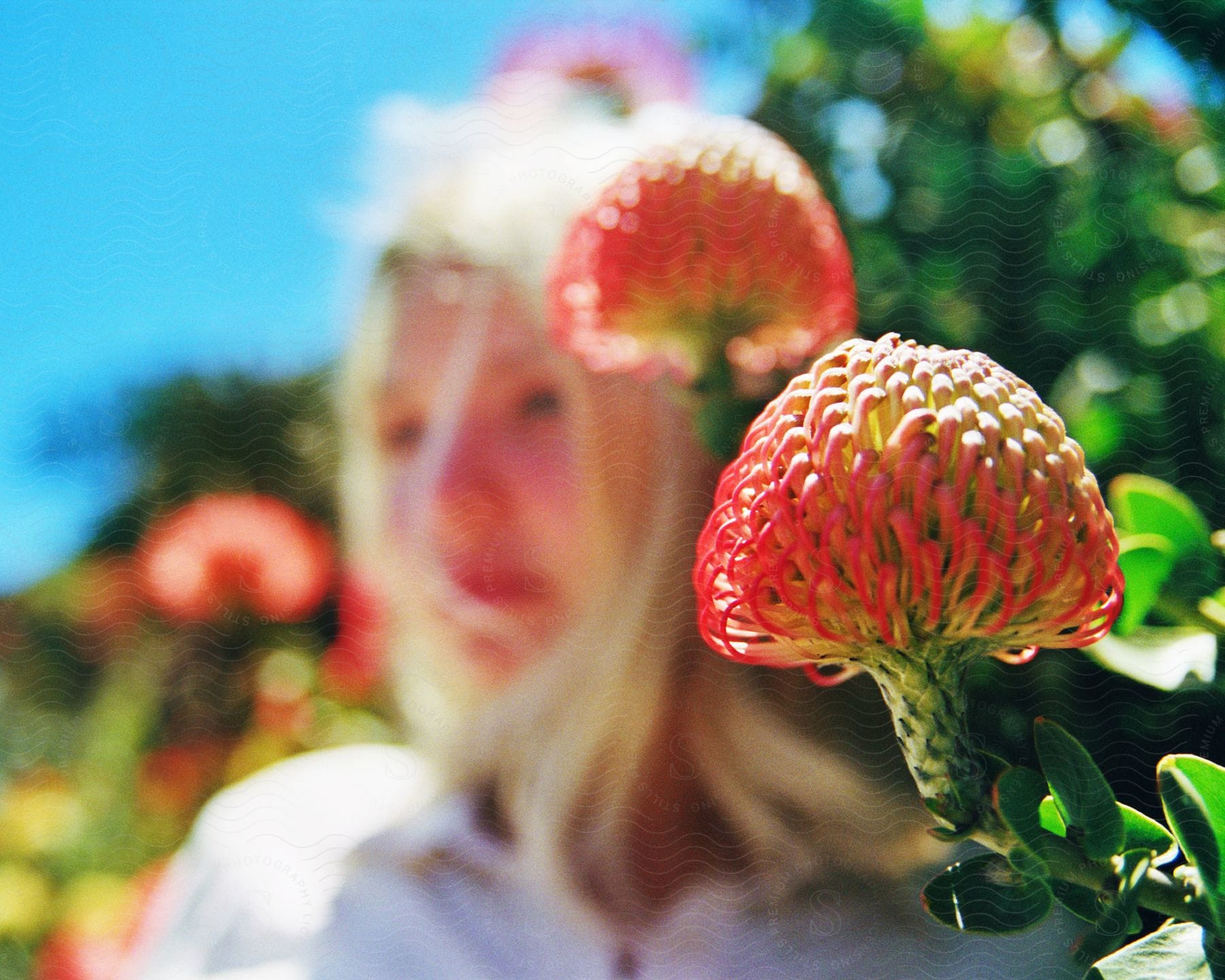 A woman's out-of-focus figure stands behind a macro shot of a Leucospermum flower