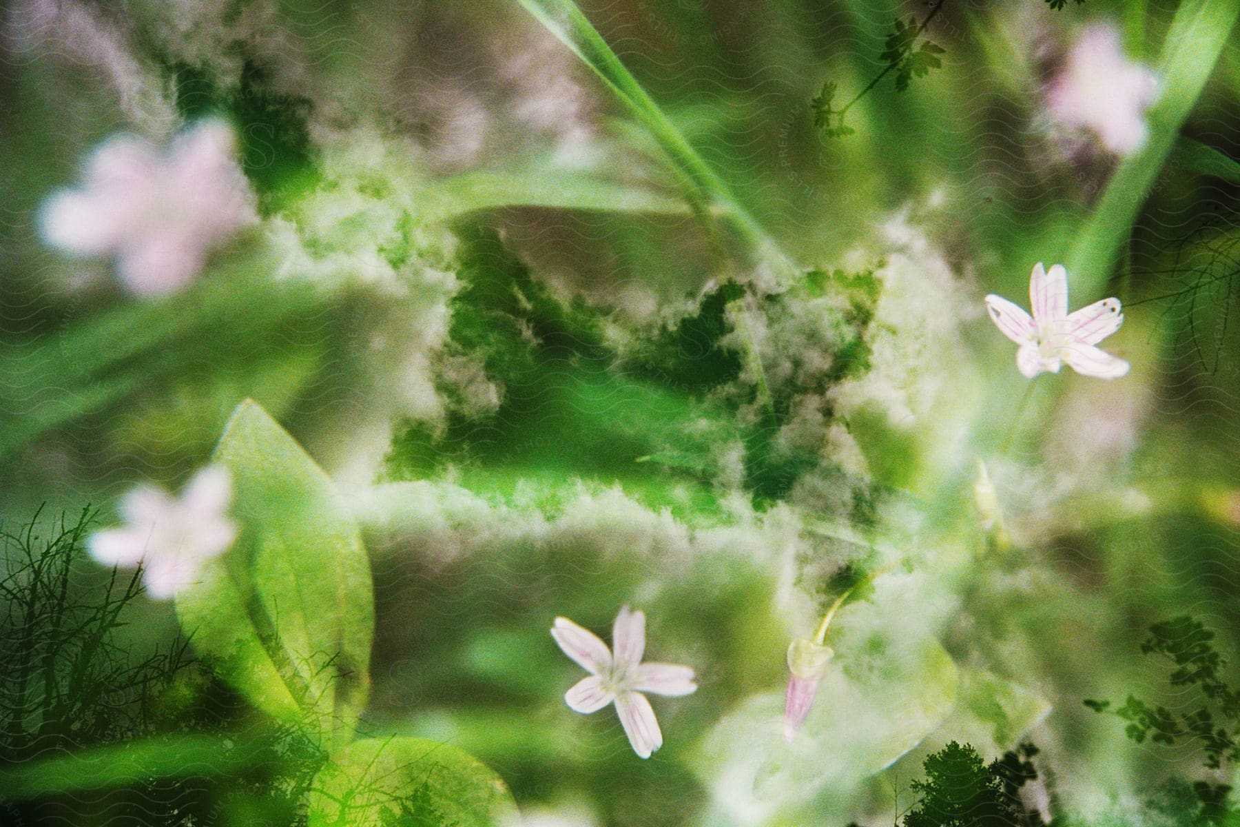 Blurred close-up of white flowers blooming in a forest.