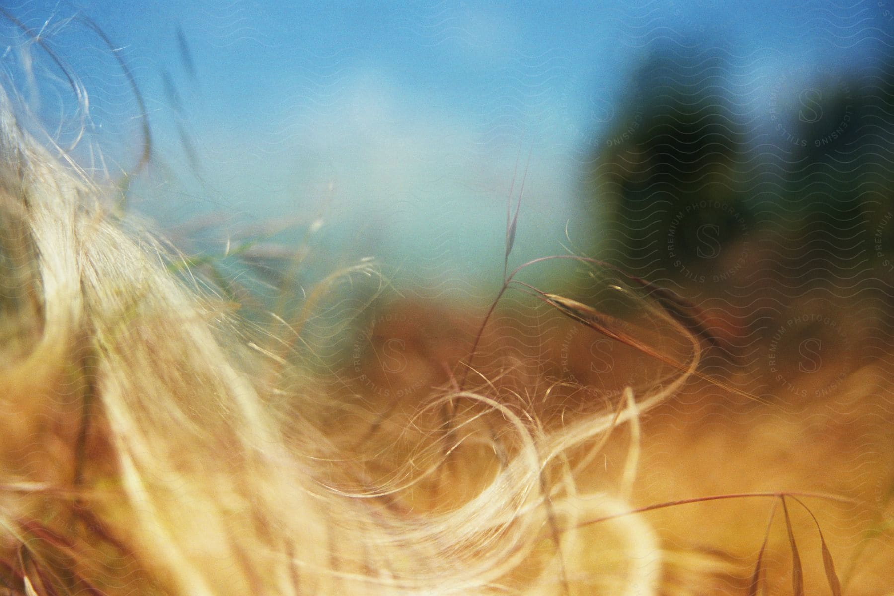 Close-up of a blonde woman's hair in a dry field.