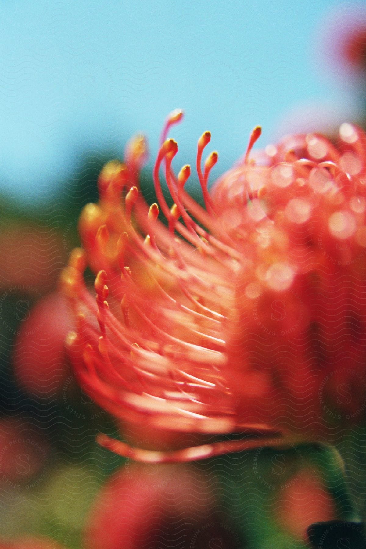 Close up of a blurred flower petal with curled ends in the middle of a bright sunny day.