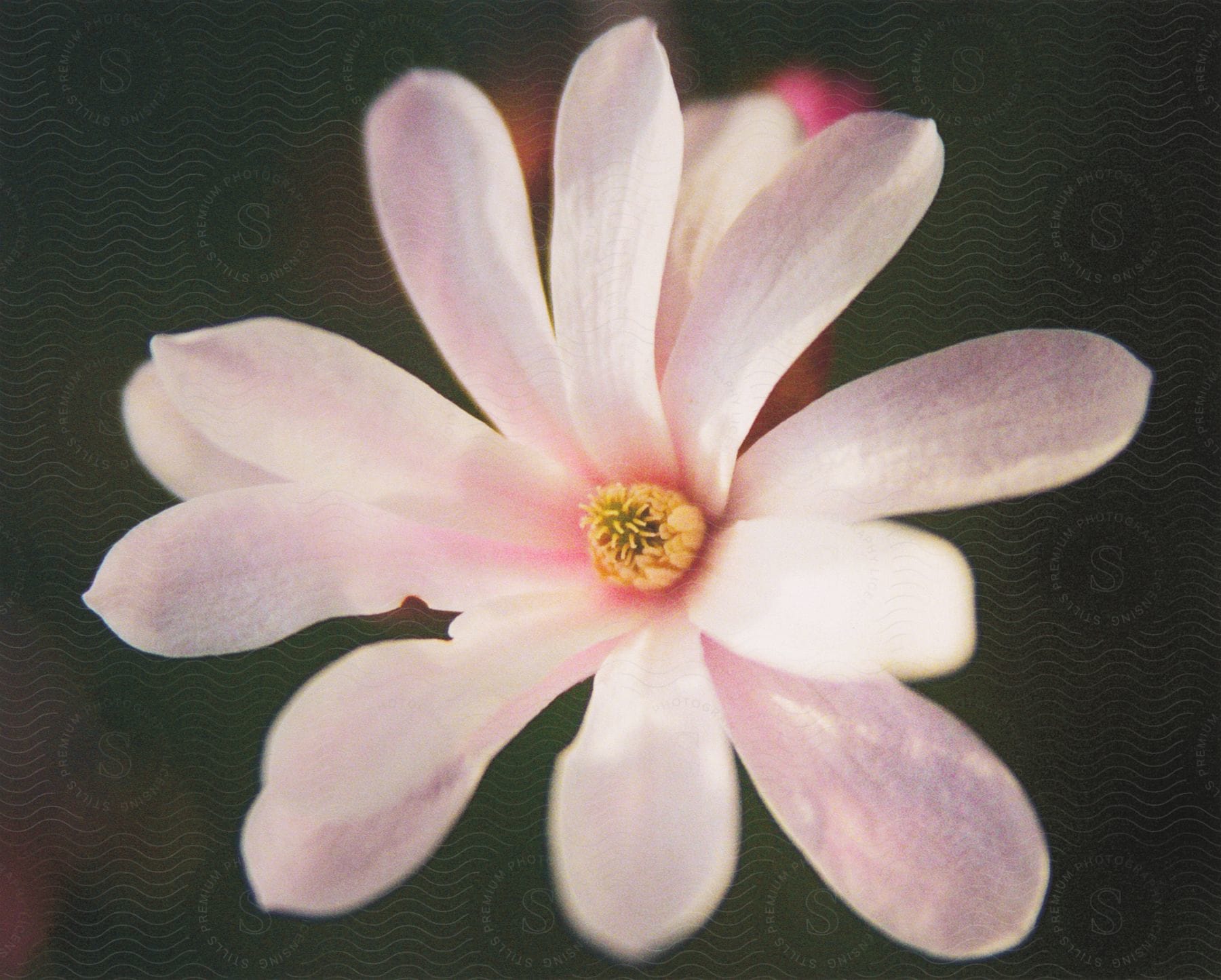 Close-up of a flower with light pink petals.
