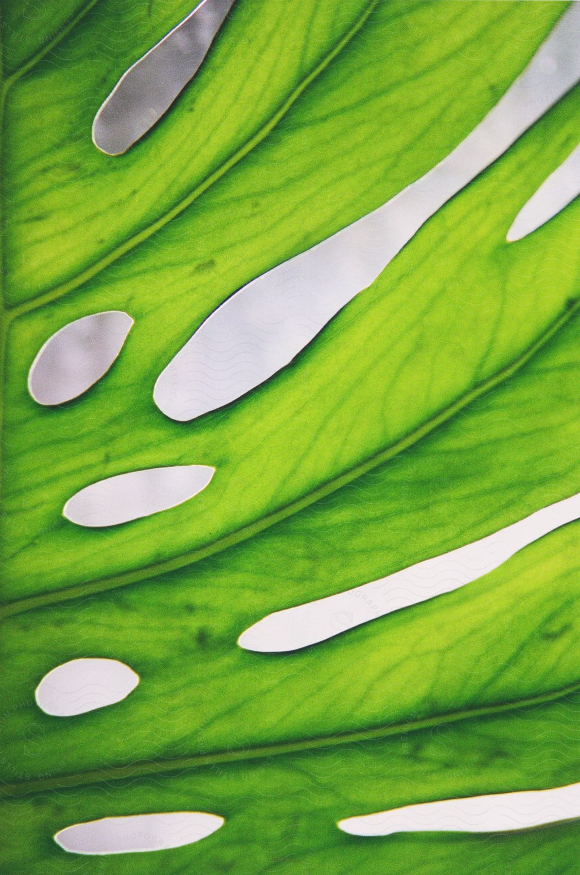 A tree leaf with several holes and holes in its composition.