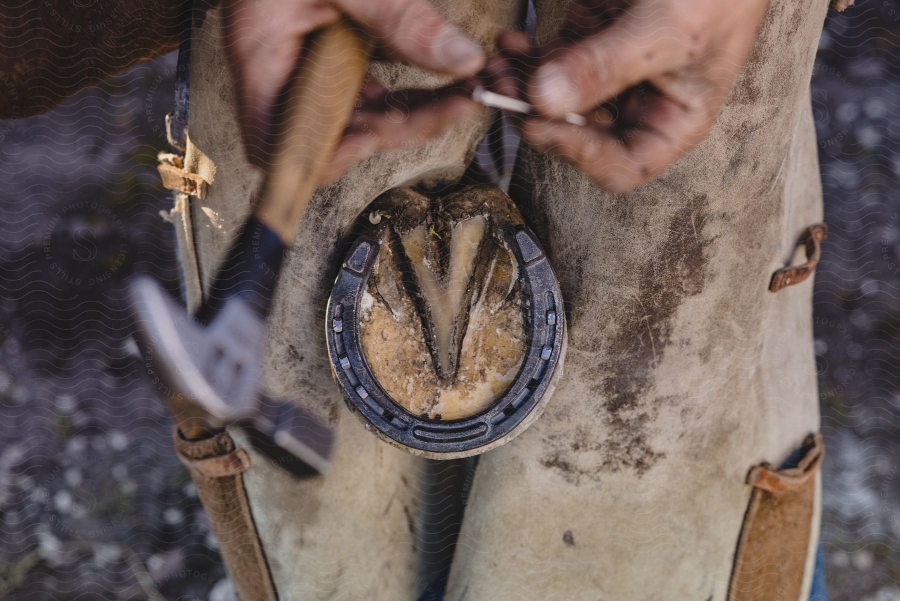A man nailing a horseshoe to a horse's hoof.