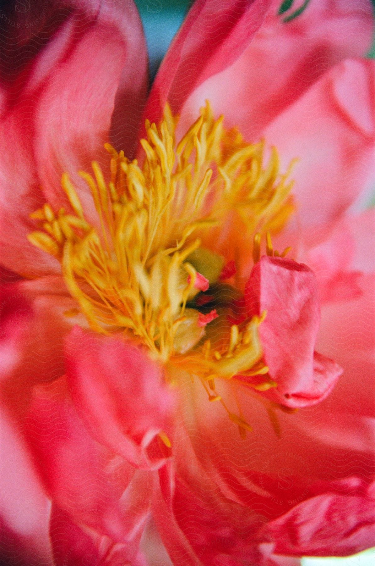 A pink flower with a yellow center is blooming.