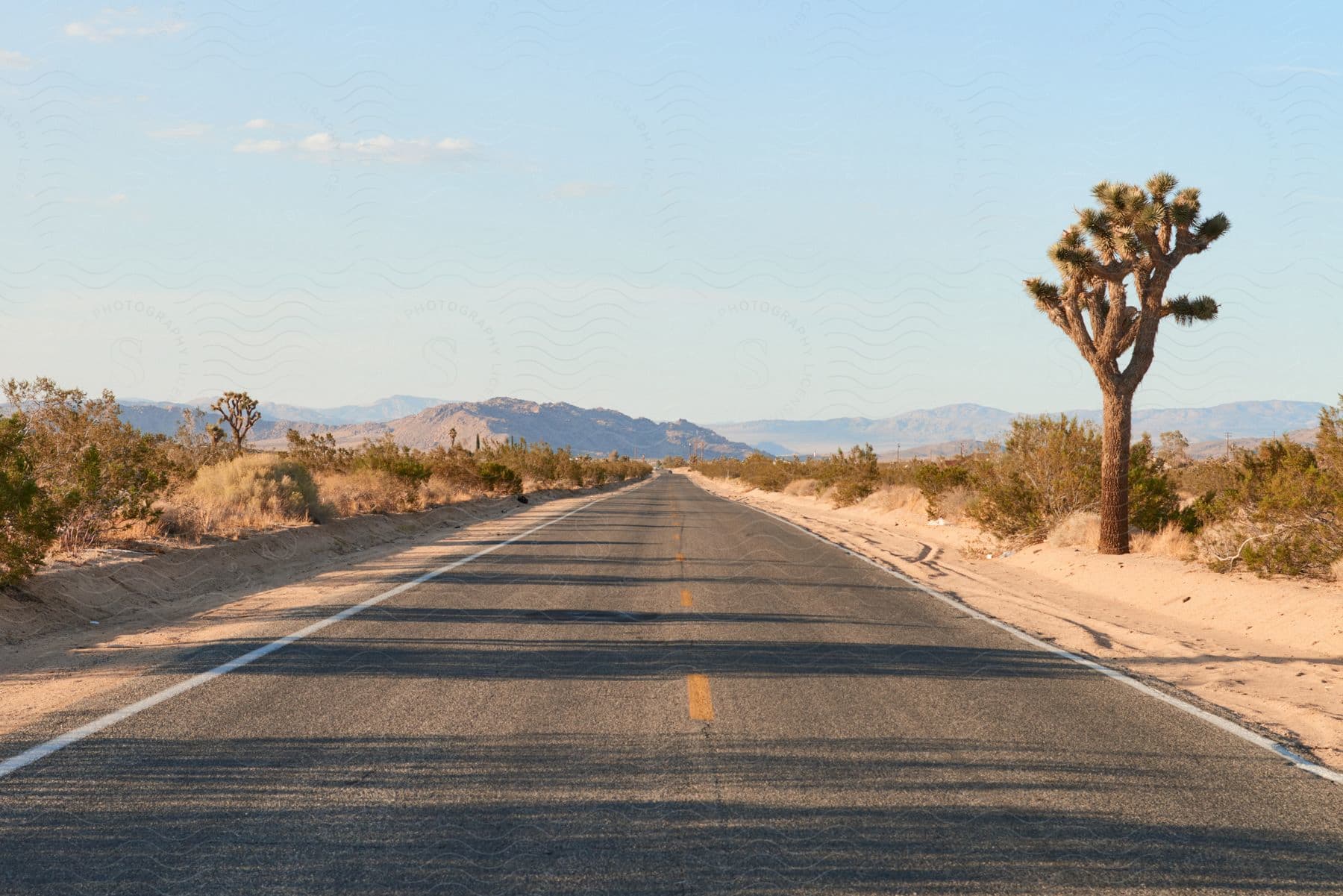 Stock photo of plants and vegetation along the side of an open road through the desert with mountains in the distance