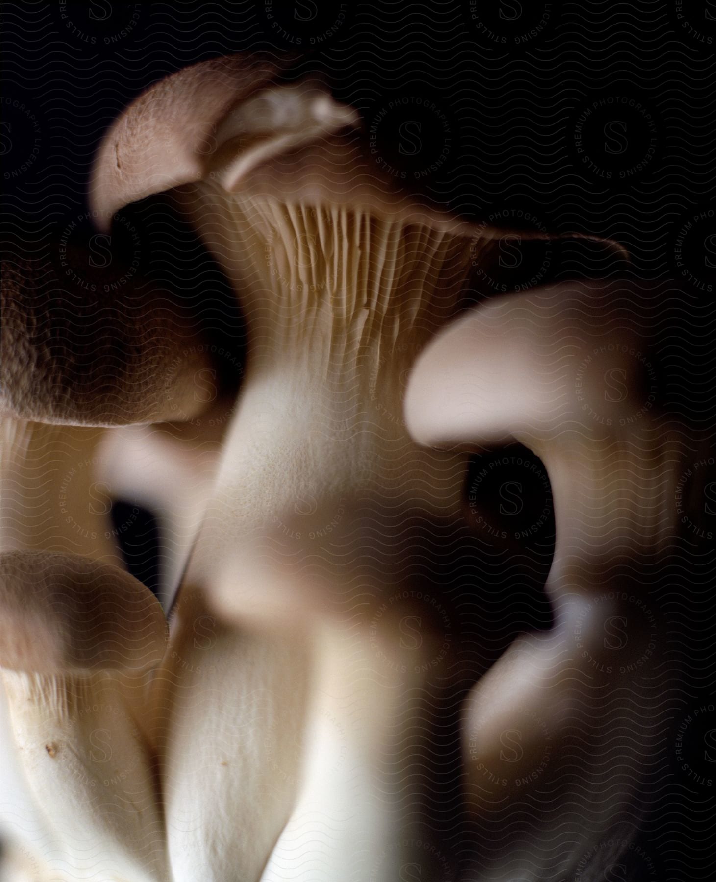 Some mushrooms sitting outdoors with light on them