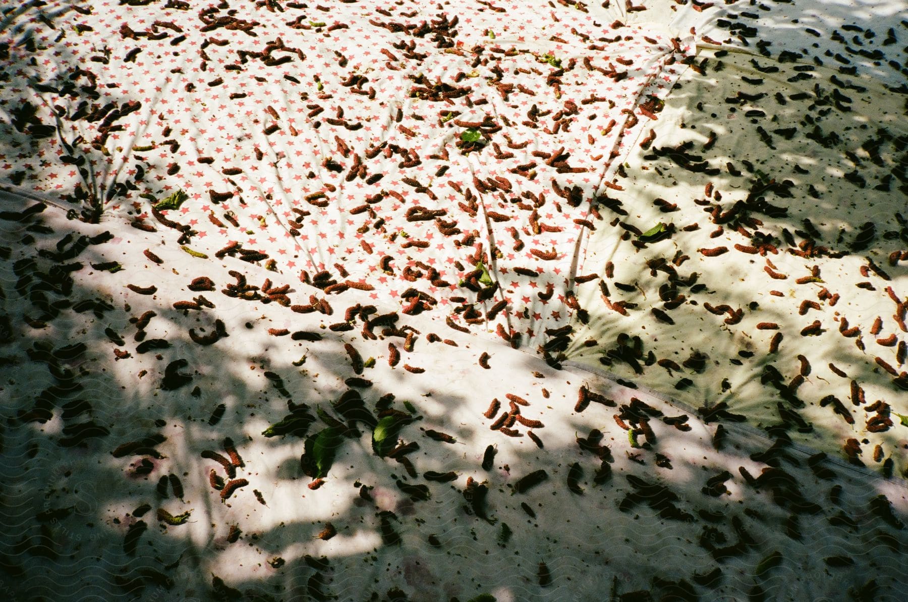 Fruit covers sheets during harvest.