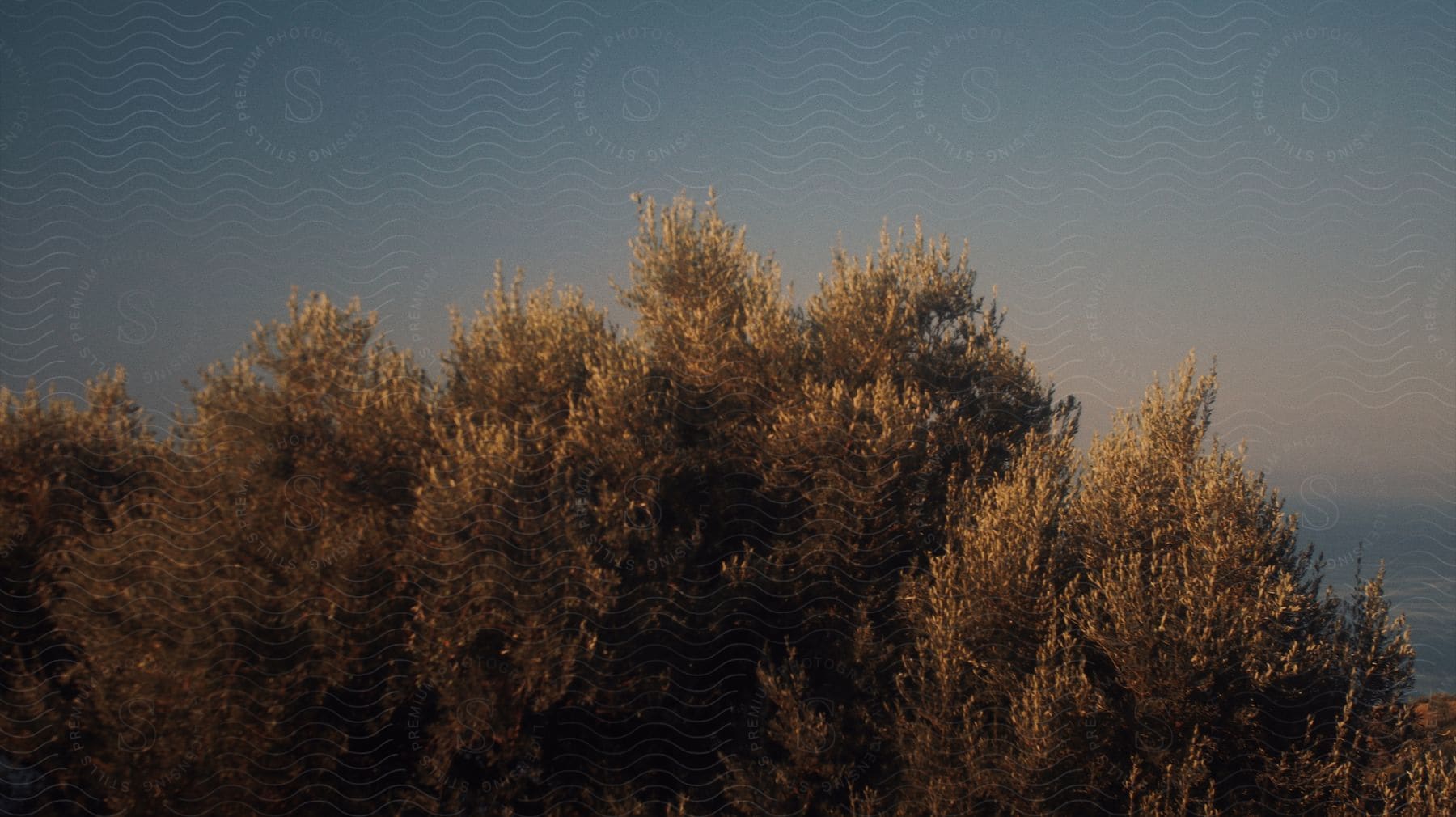 Tree canopy obscures view of distant valley and horizon.