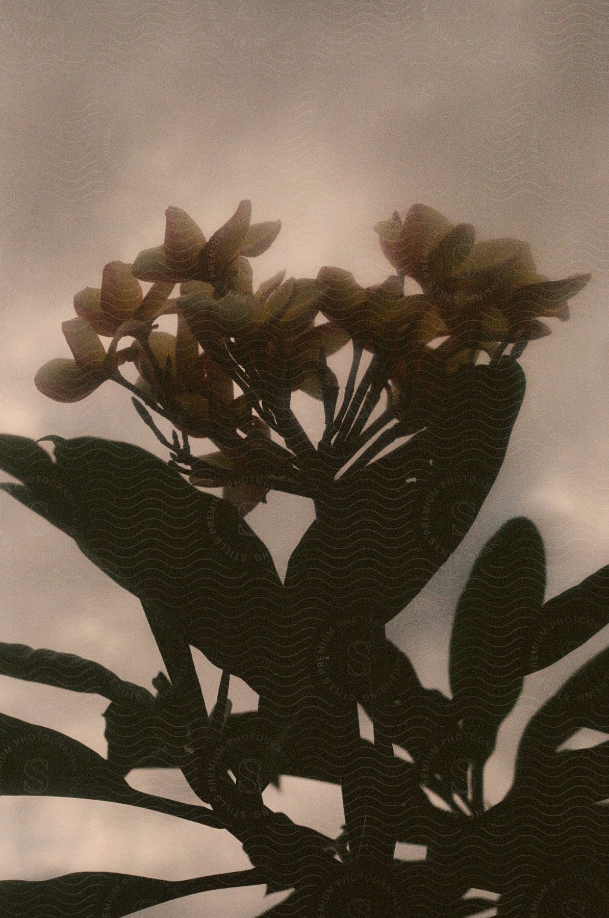 Close up of Red frangipani against the cloudy sky